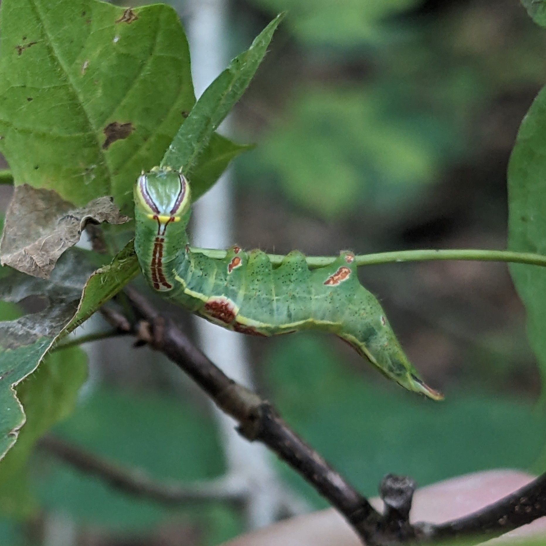 Heterocampa