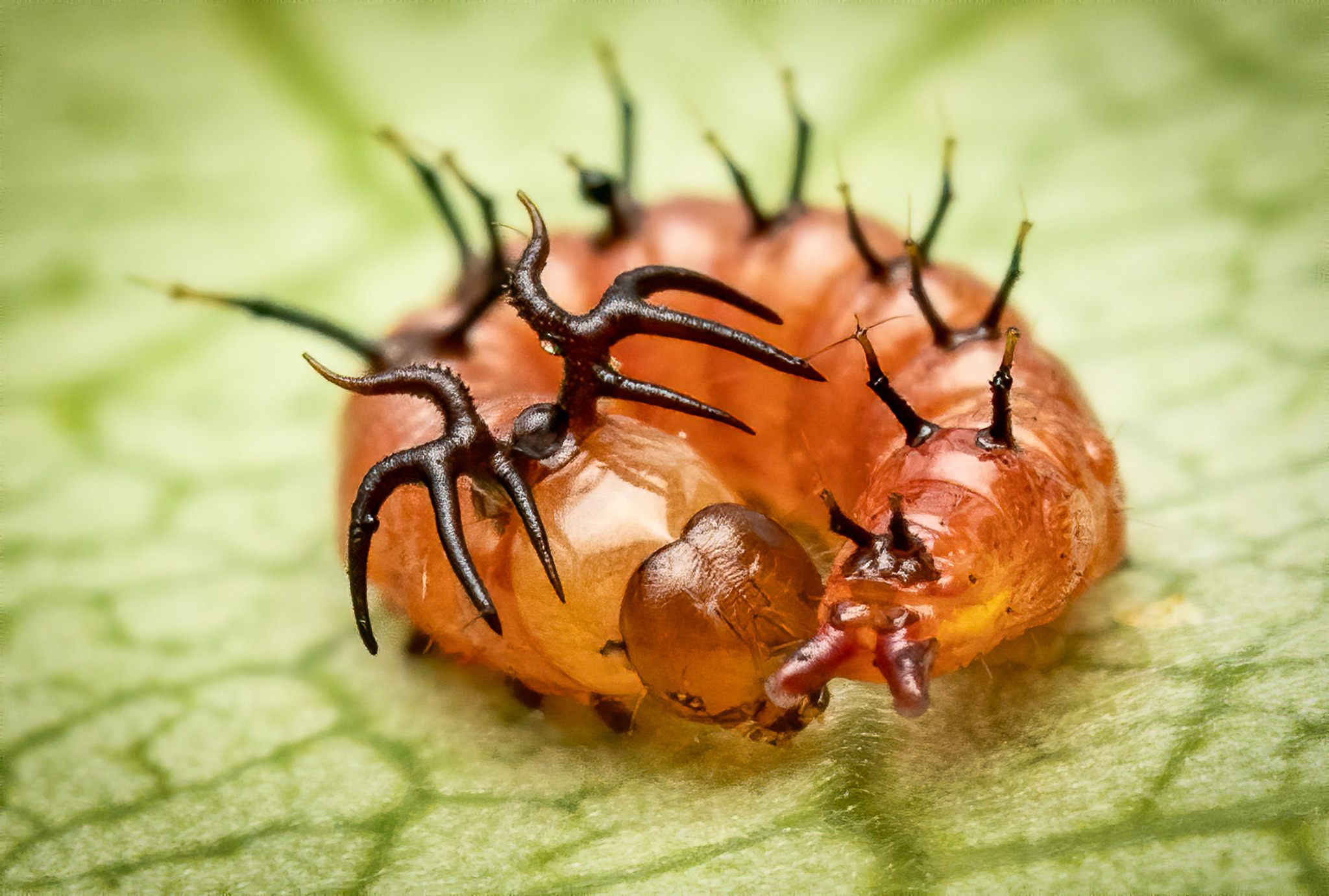 Heterocampa
