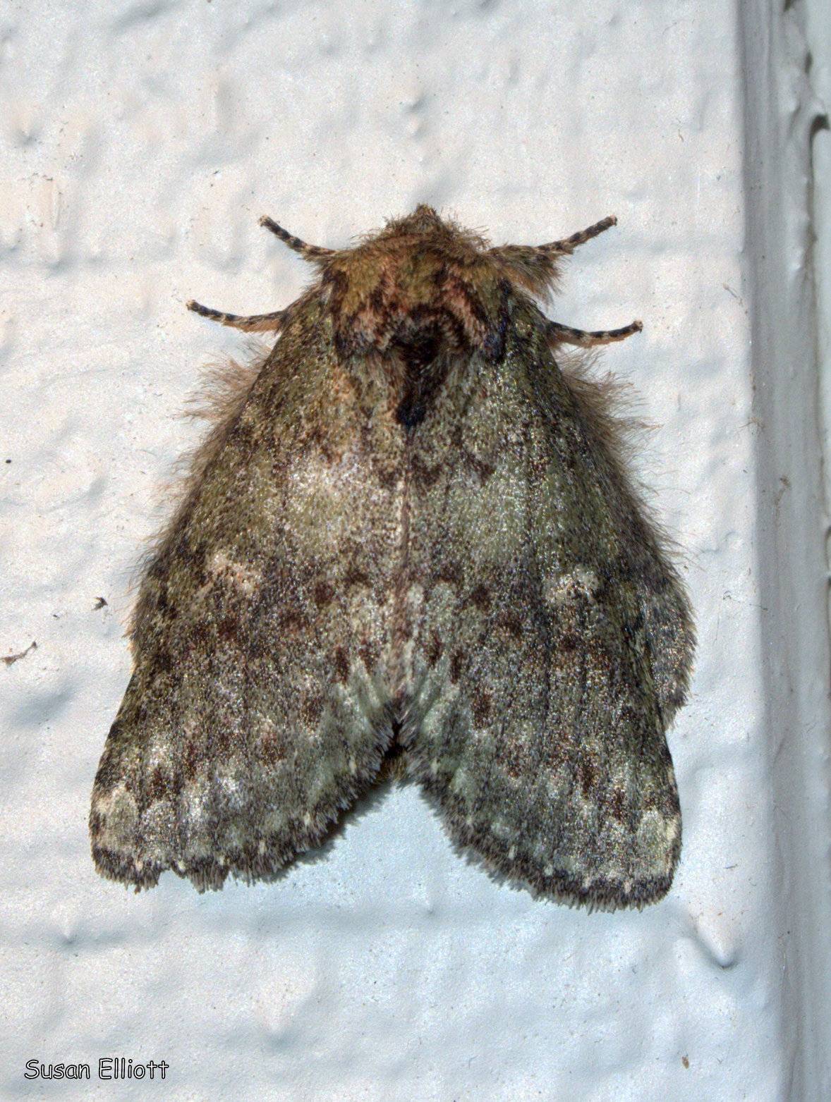 Heterocampa