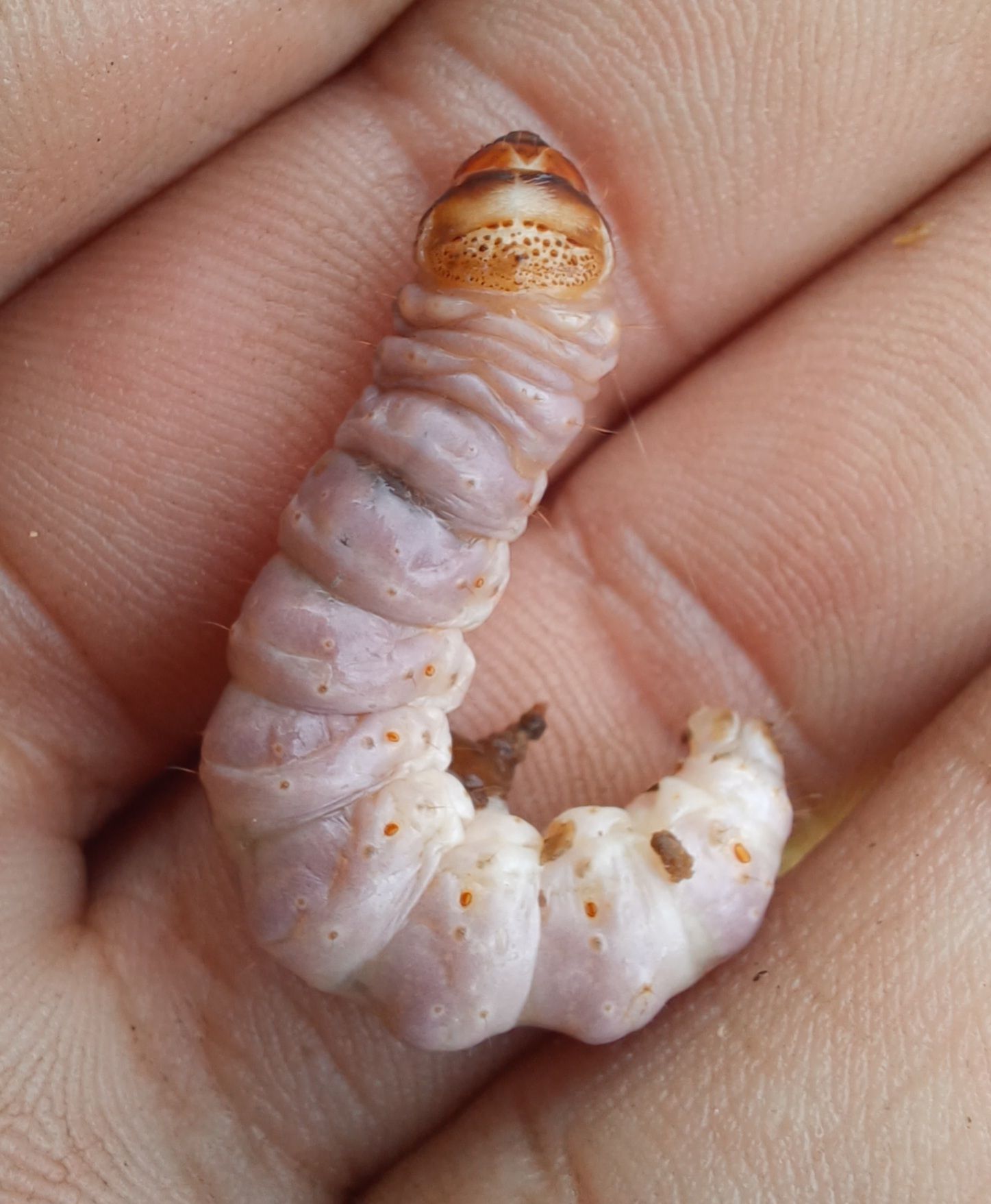 Sesamia calamistis