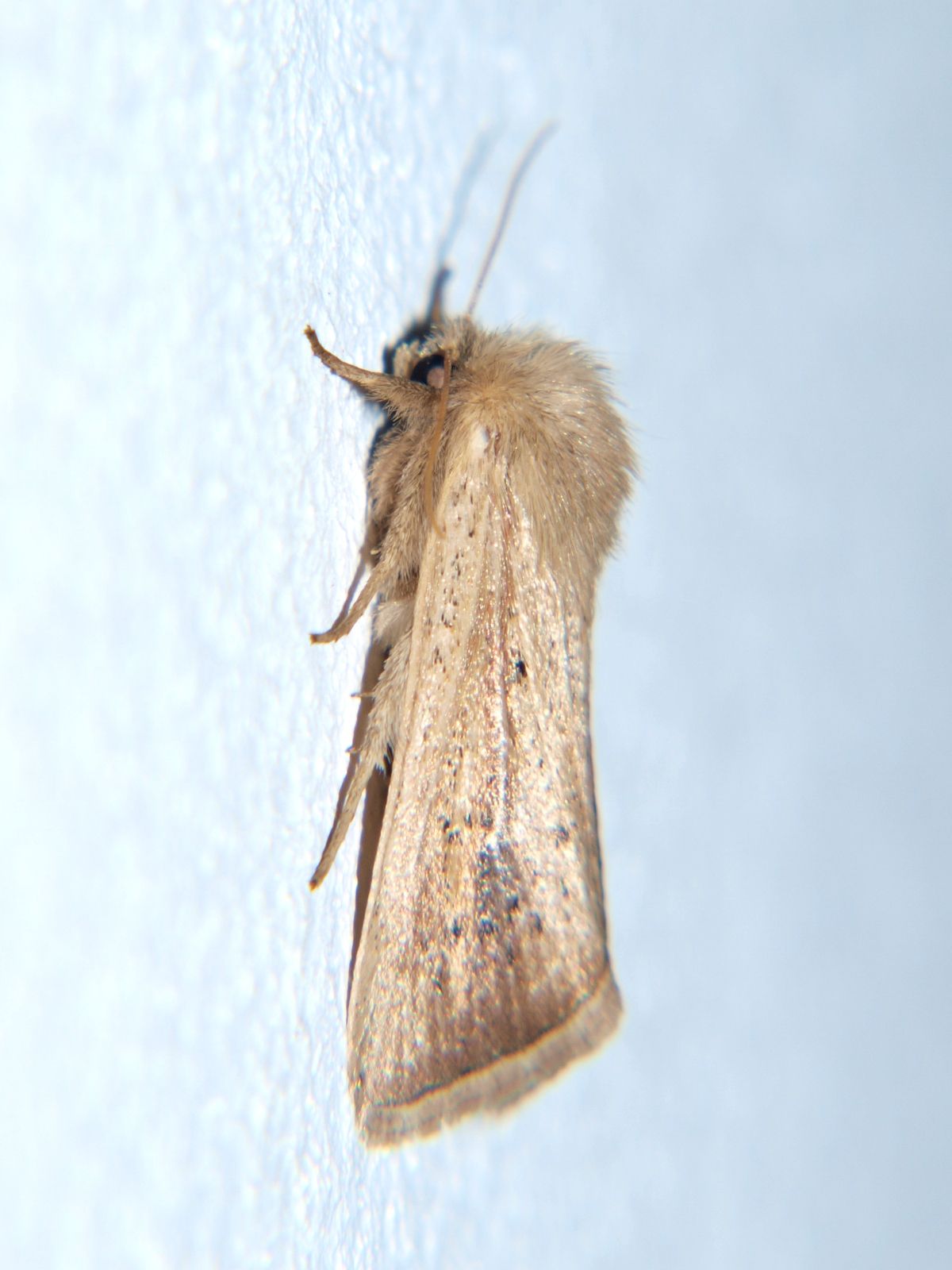 Sesamia calamistis