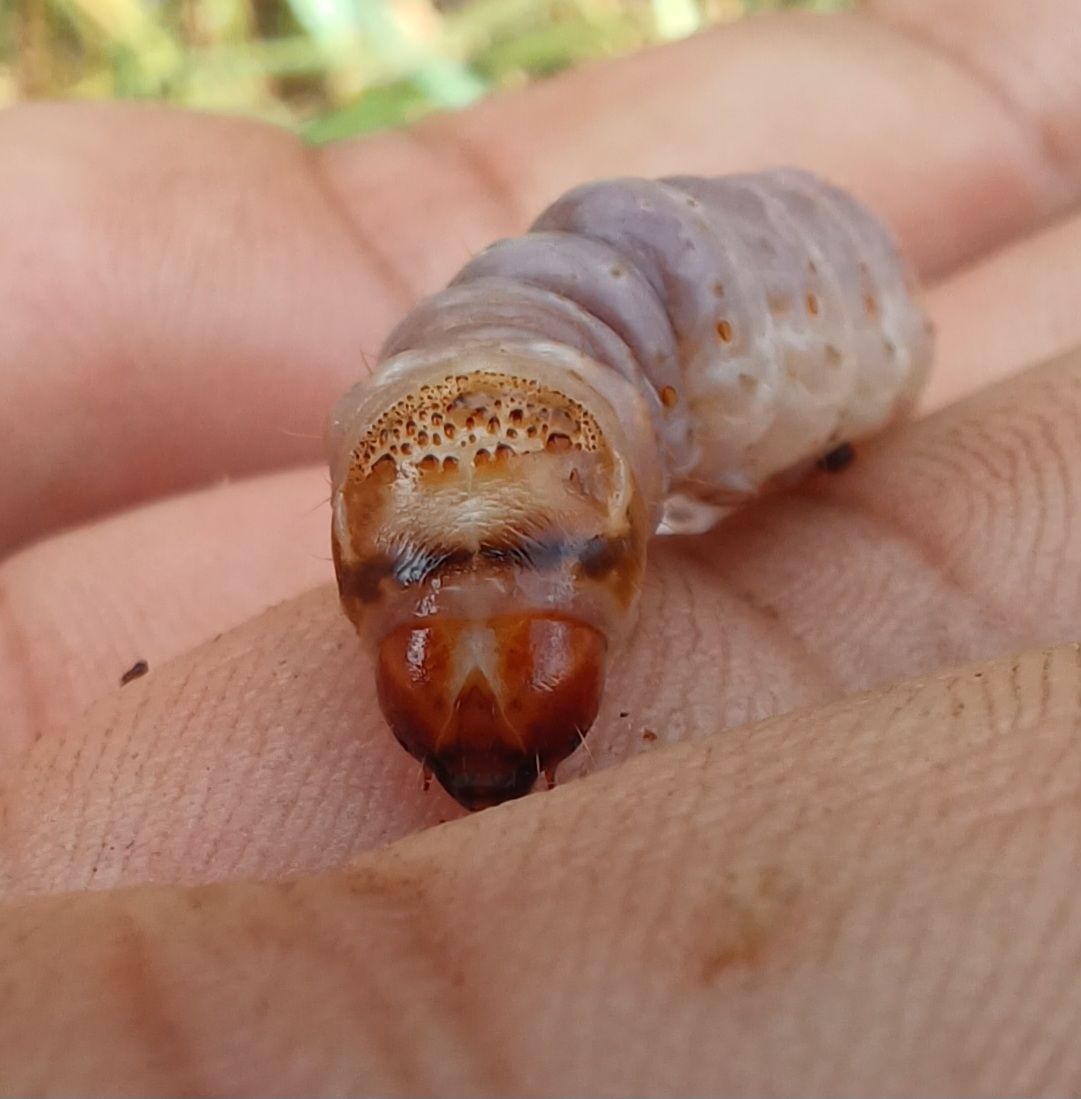 Sesamia calamistis