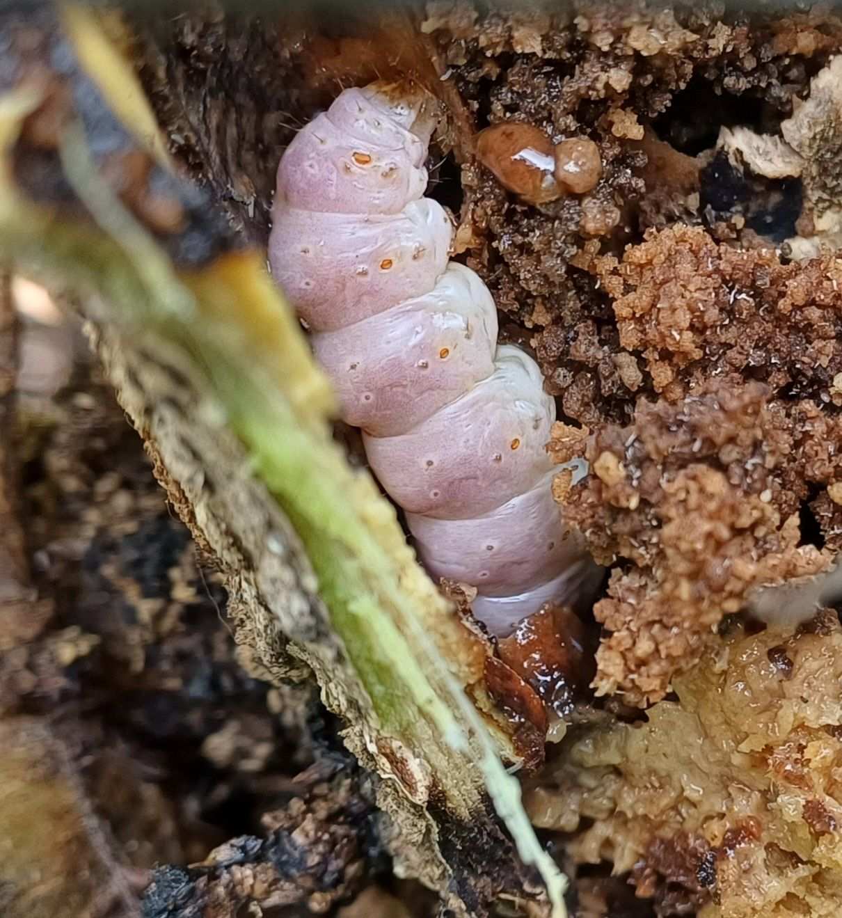 Sesamia calamistis