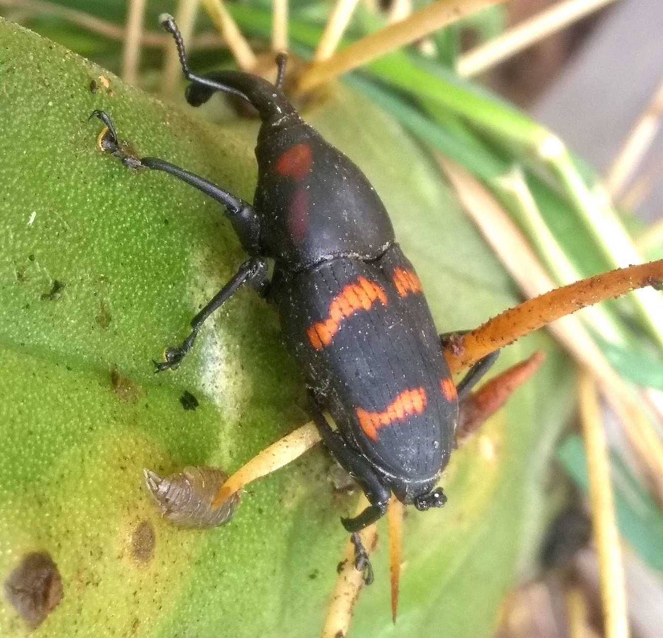 Cactophagus spinolae