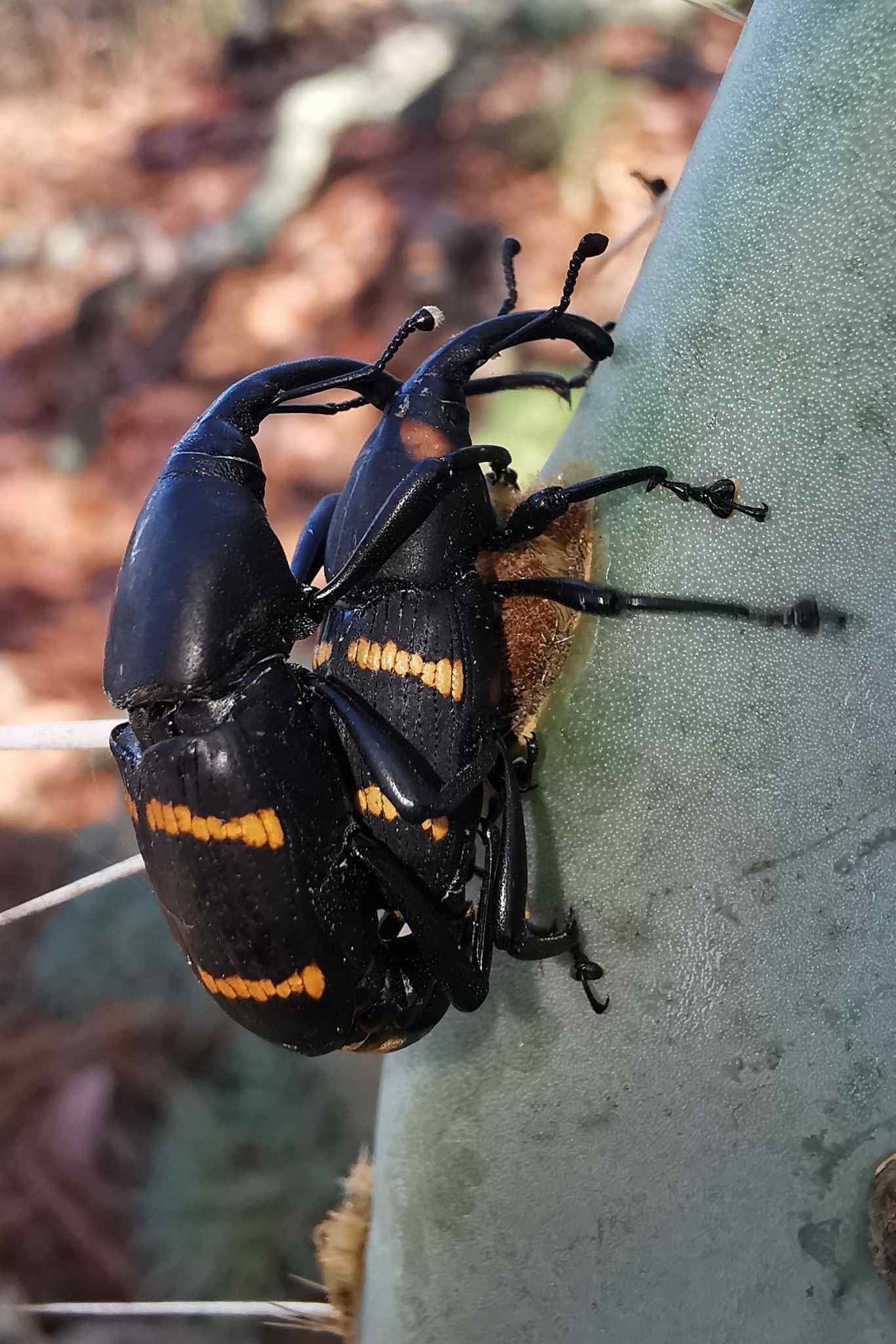 Cactophagus spinolae