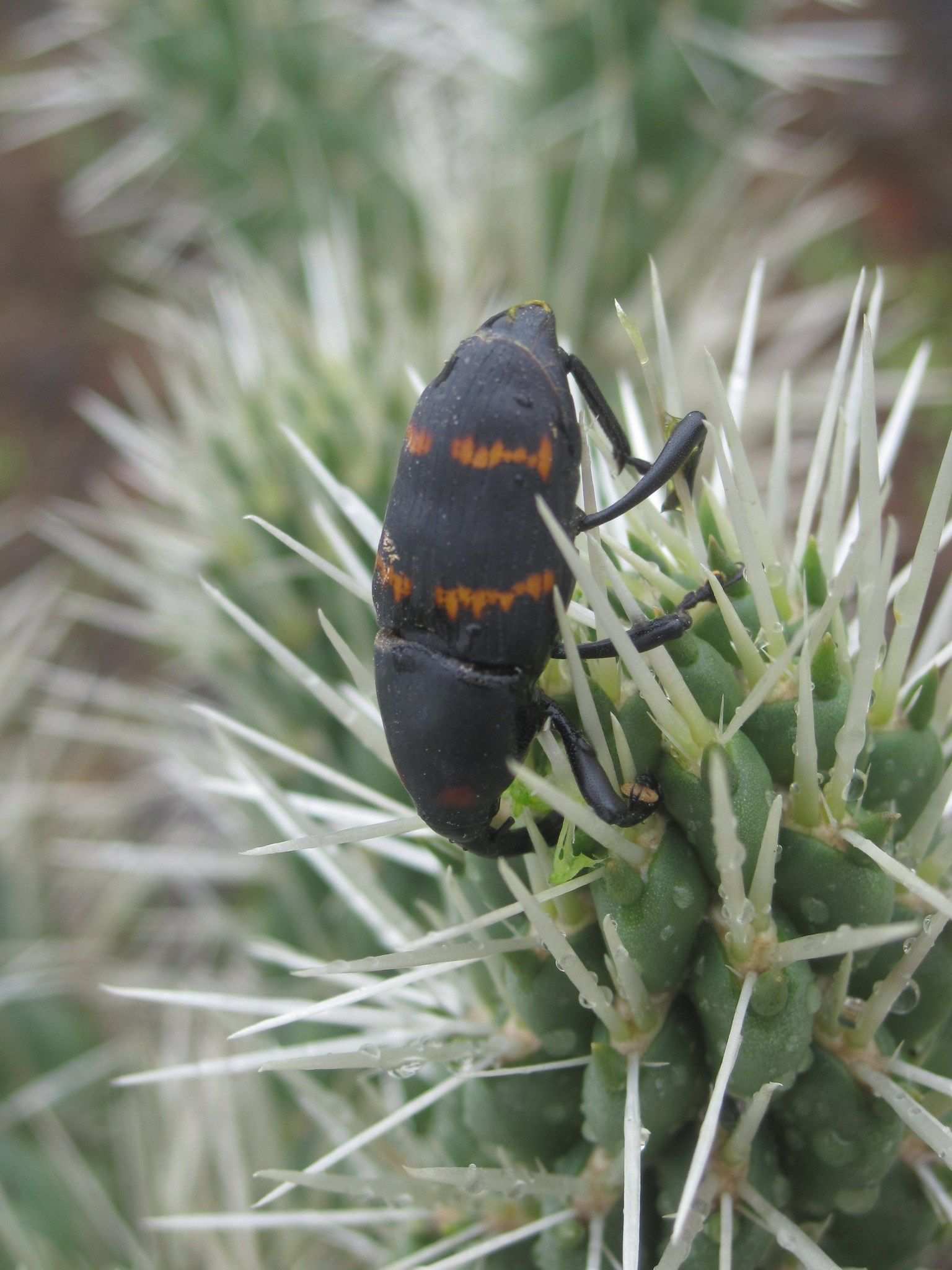 Cactophagus spinolae