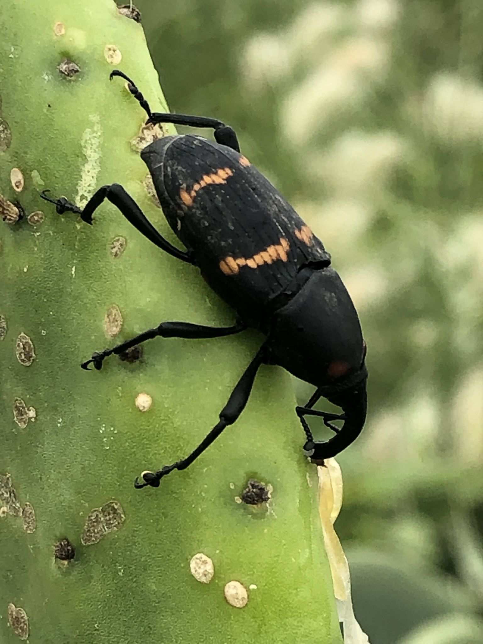 Cactophagus spinolae