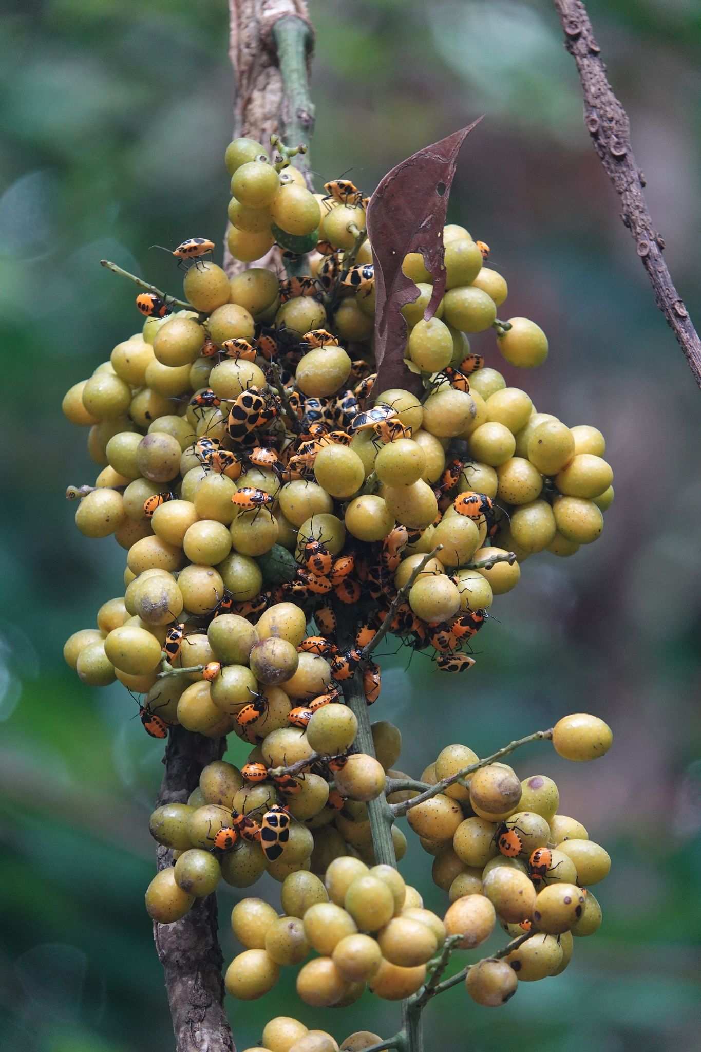 Arocera