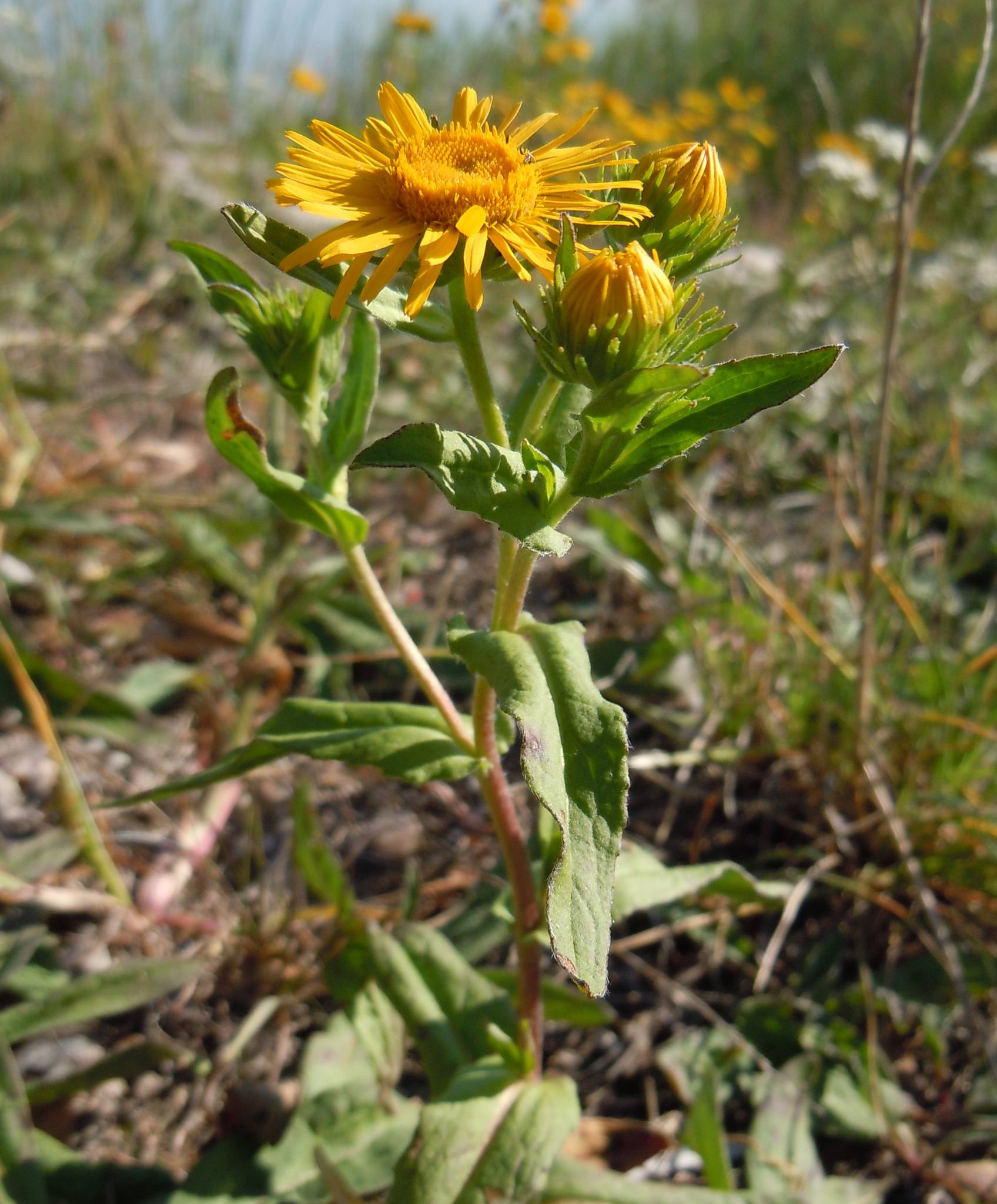 Pentanema britannica