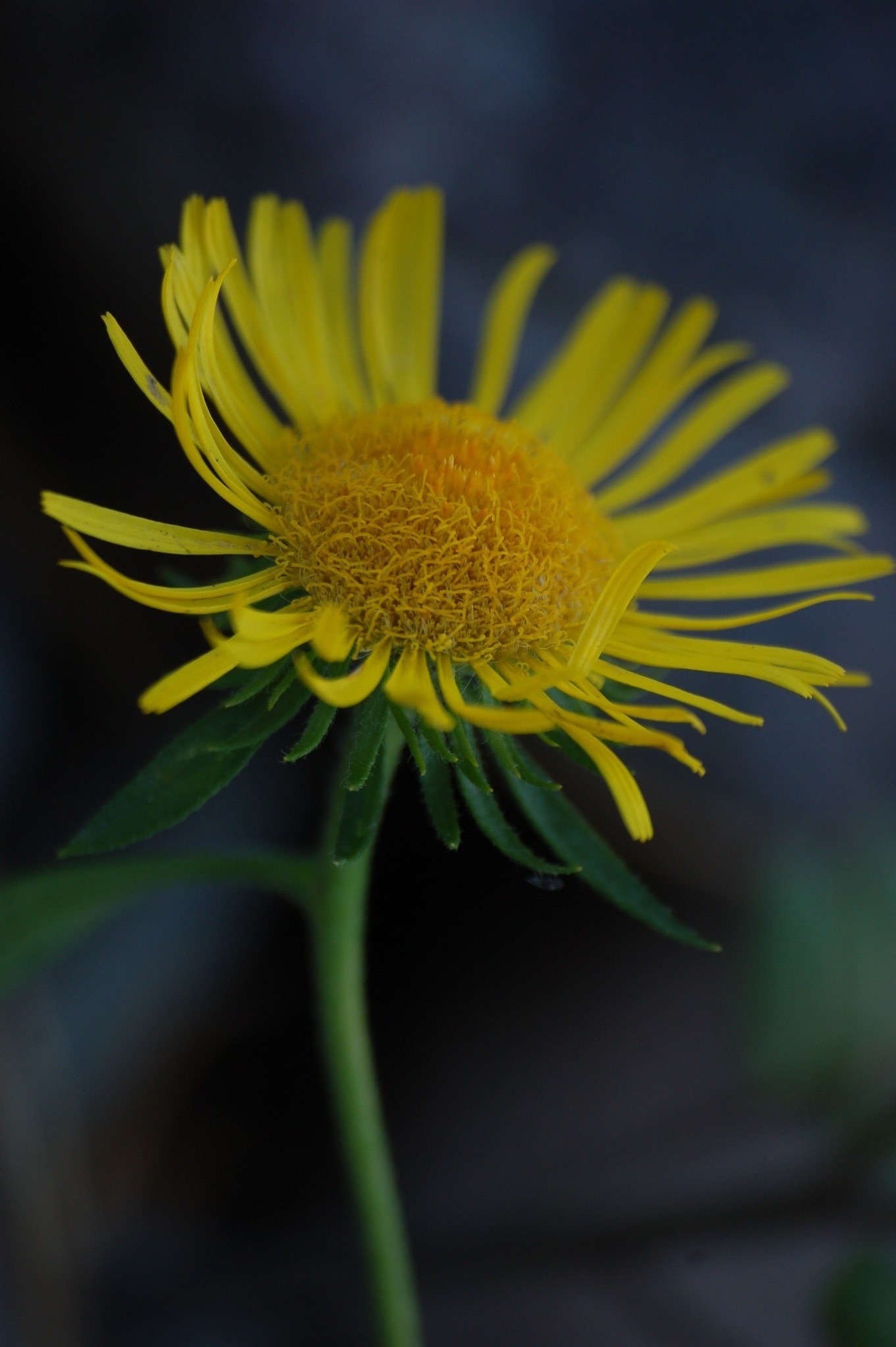 Pentanema britannica
