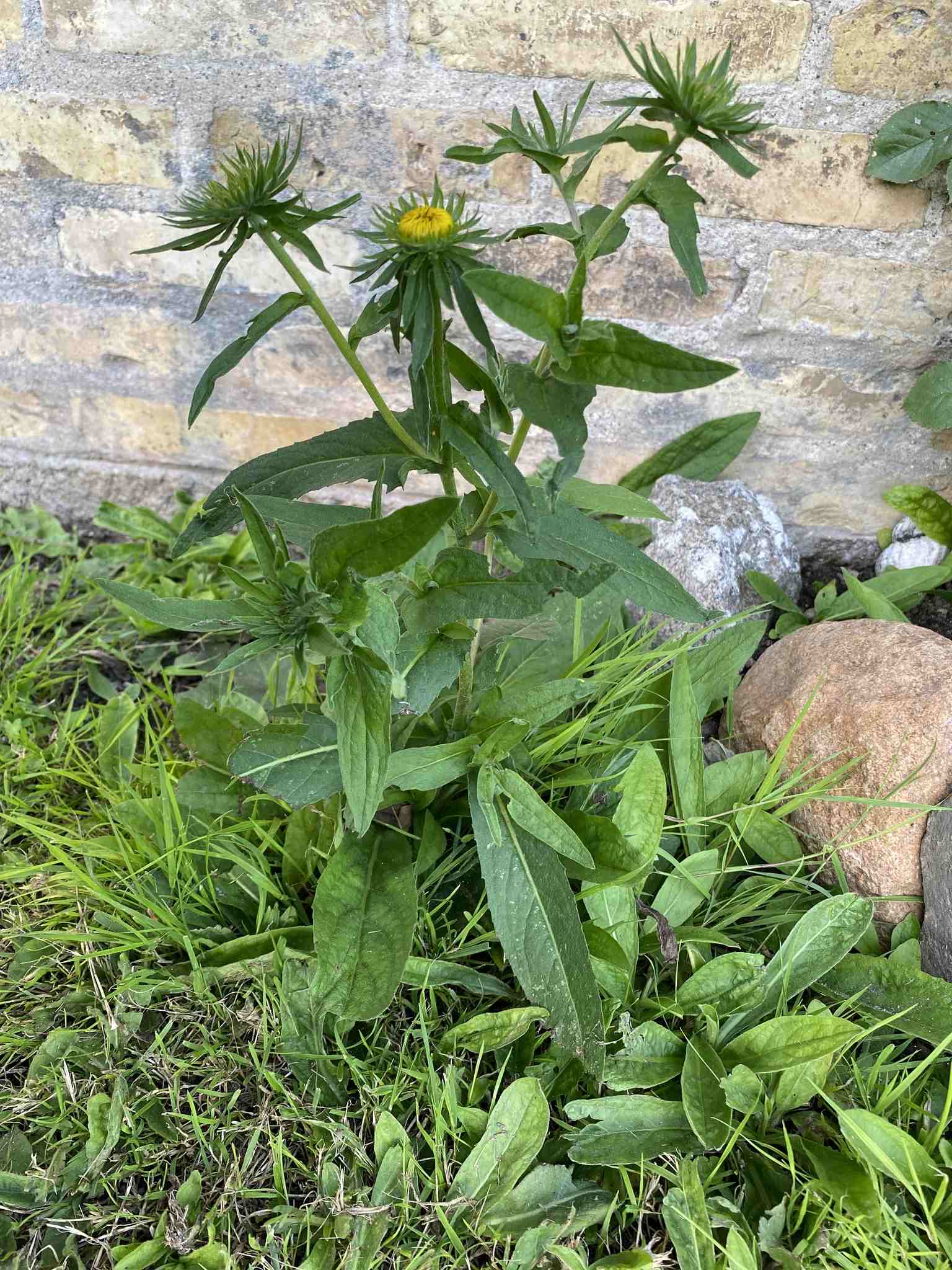 Pentanema britannica