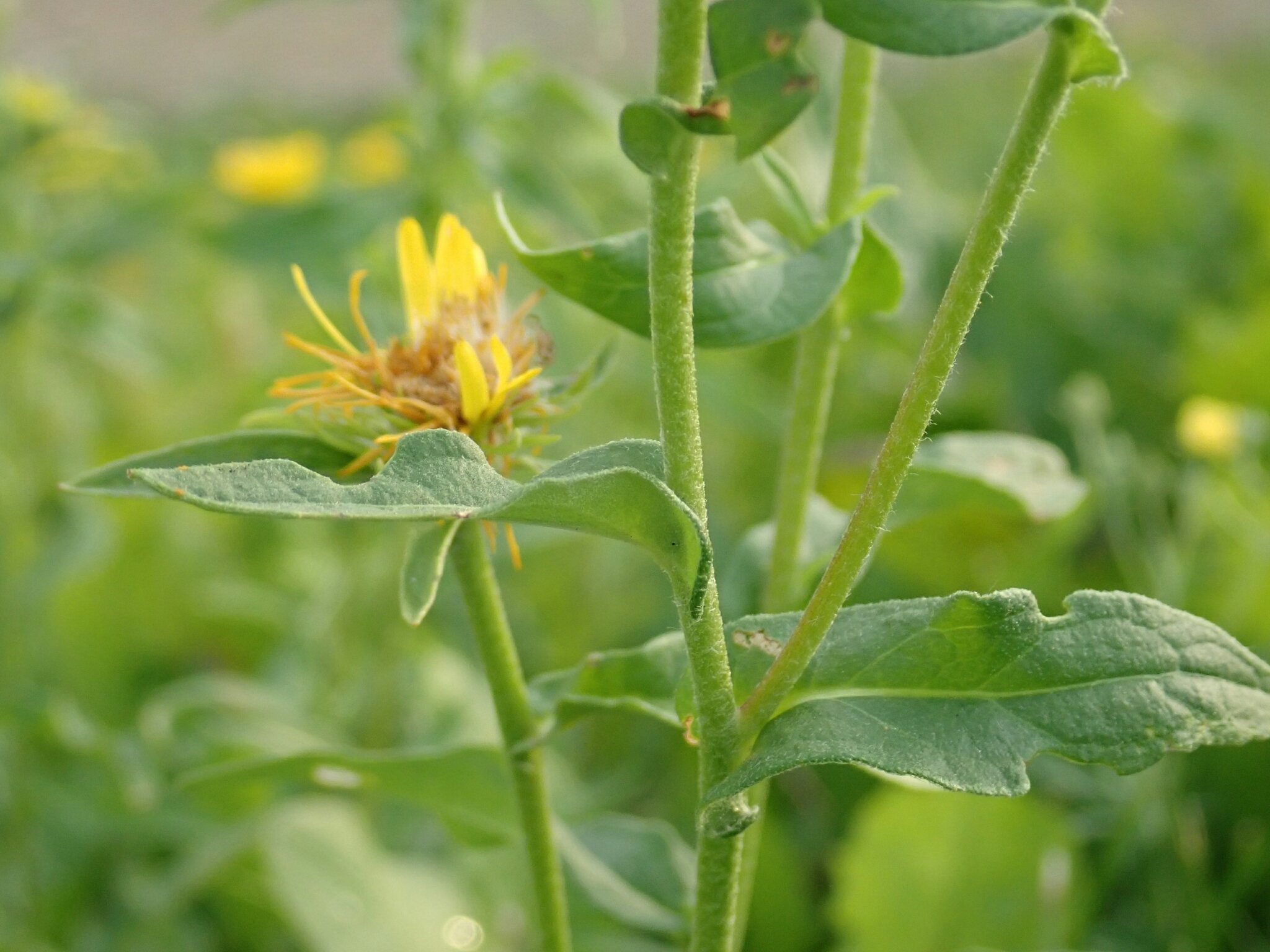 Pentanema britannica