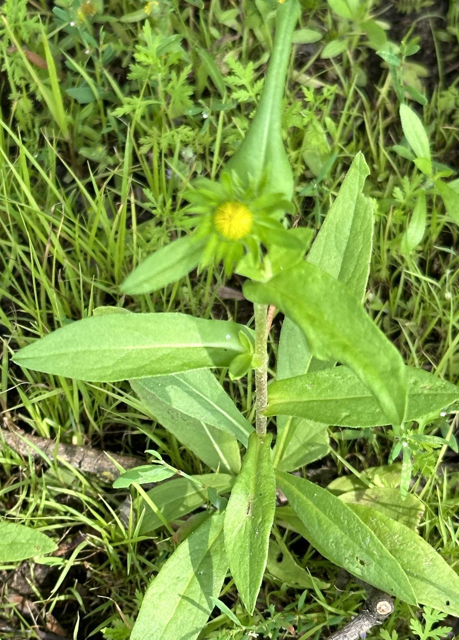 Pentanema britannica