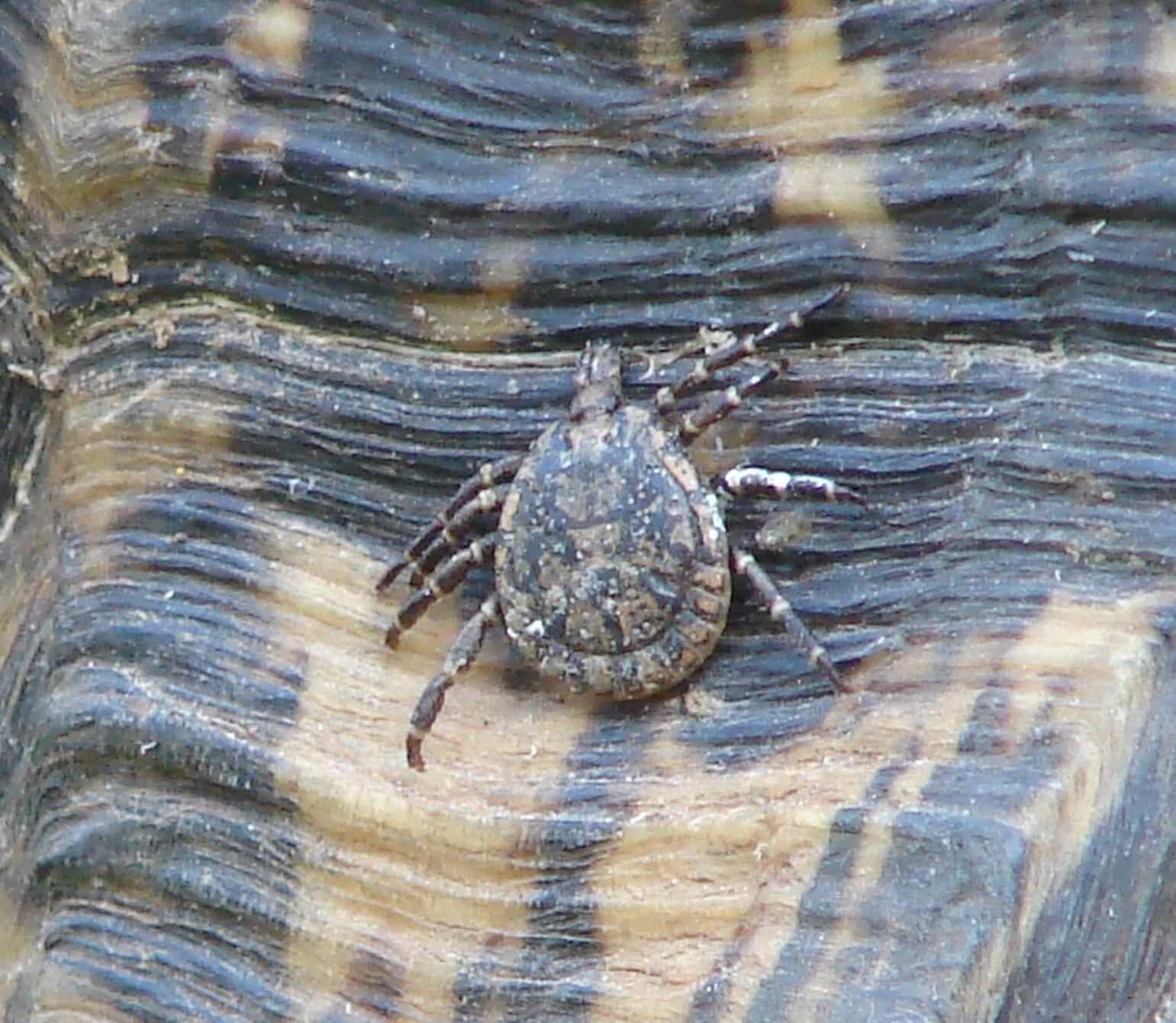Amblyomma marmoreum