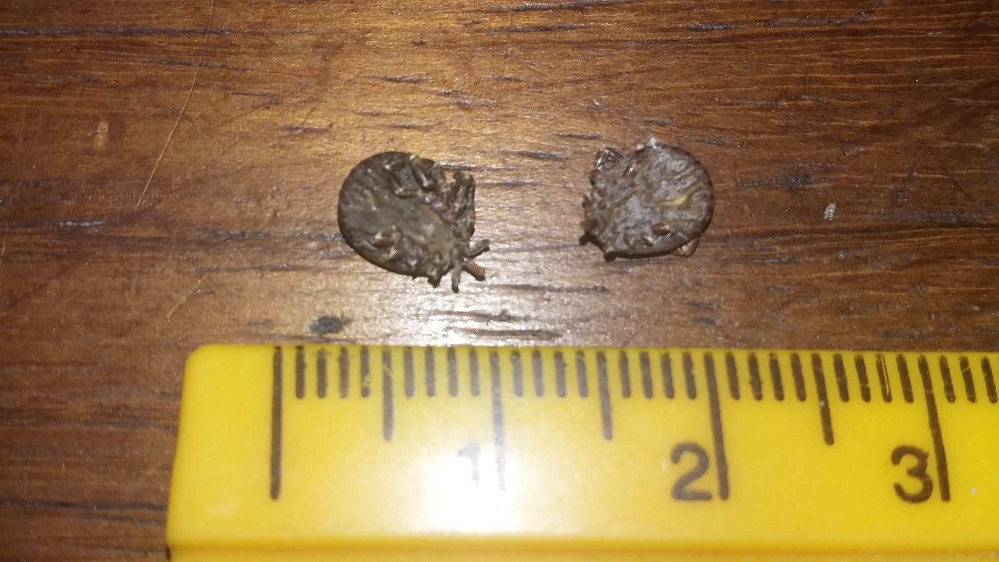Amblyomma marmoreum