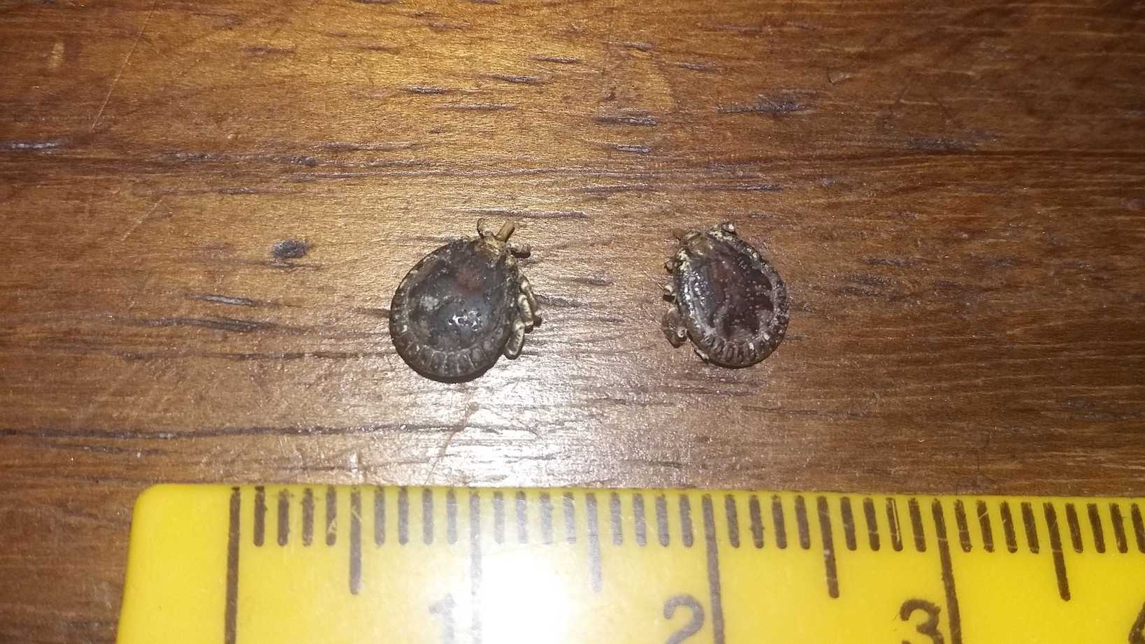 Amblyomma marmoreum