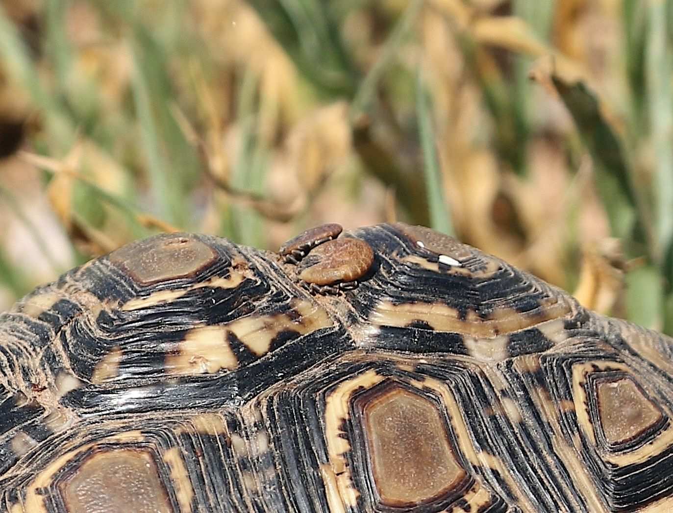Amblyomma marmoreum