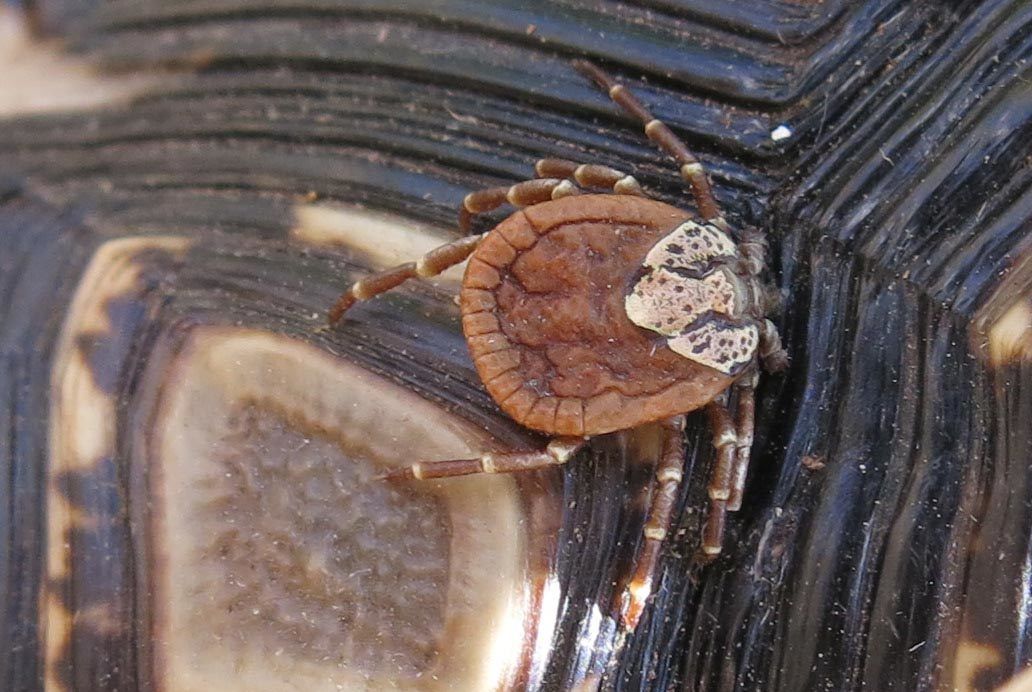 Amblyomma marmoreum