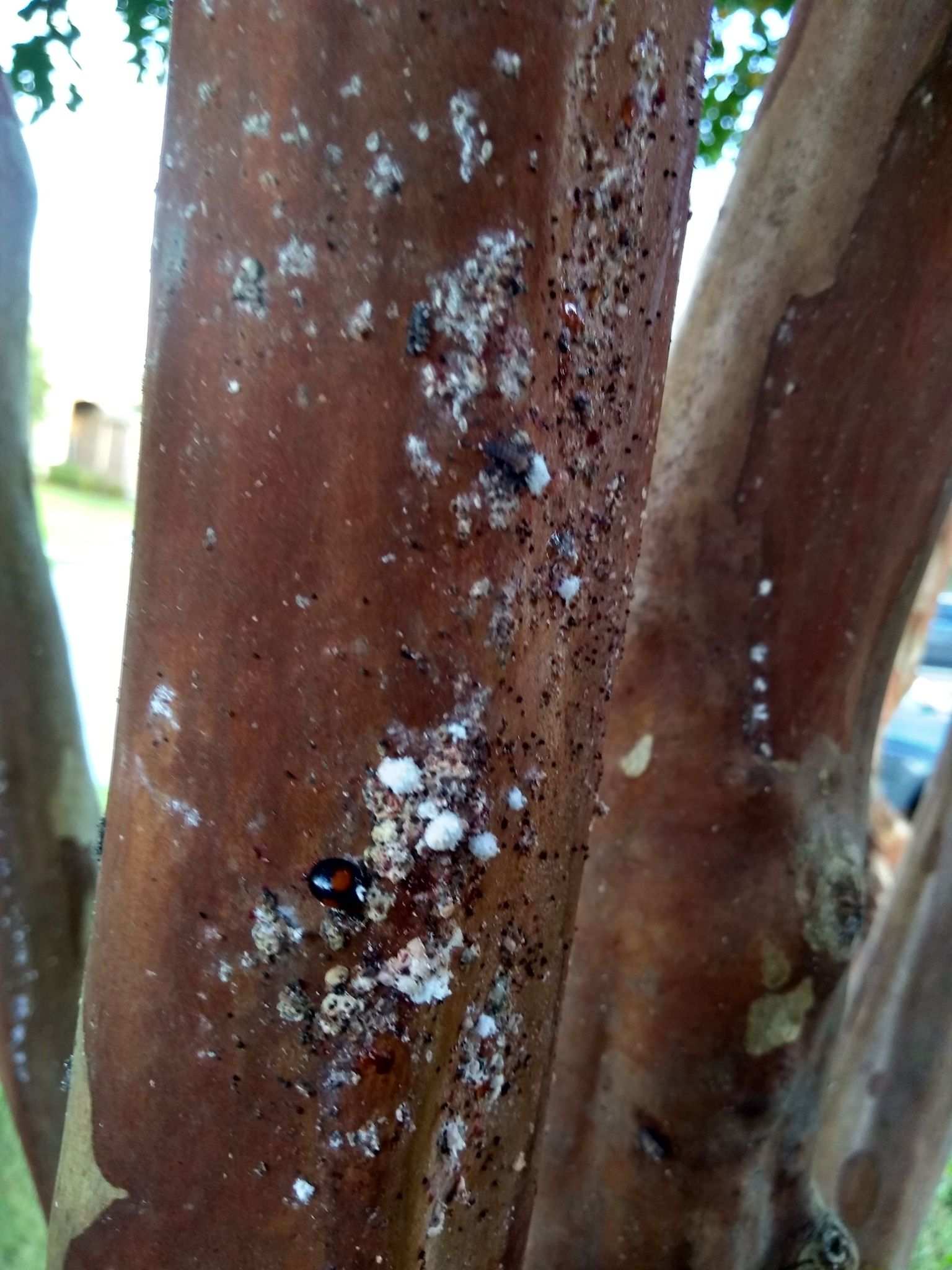 Acanthococcus lagerstroemiae