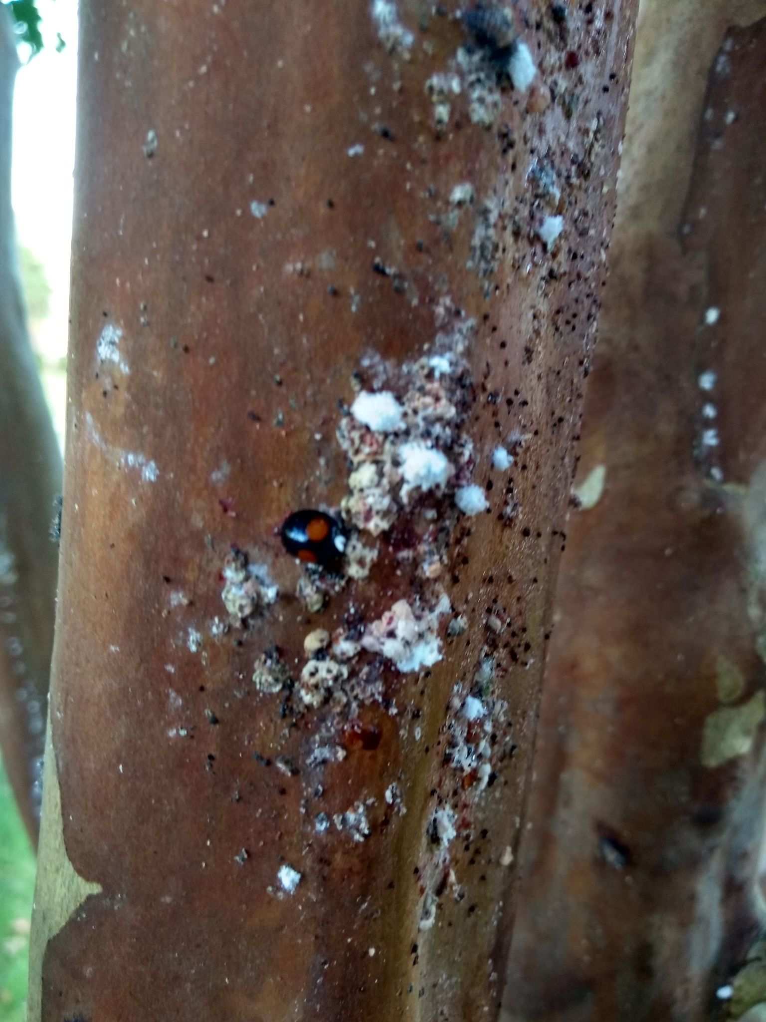 Acanthococcus lagerstroemiae