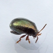 Dibolia