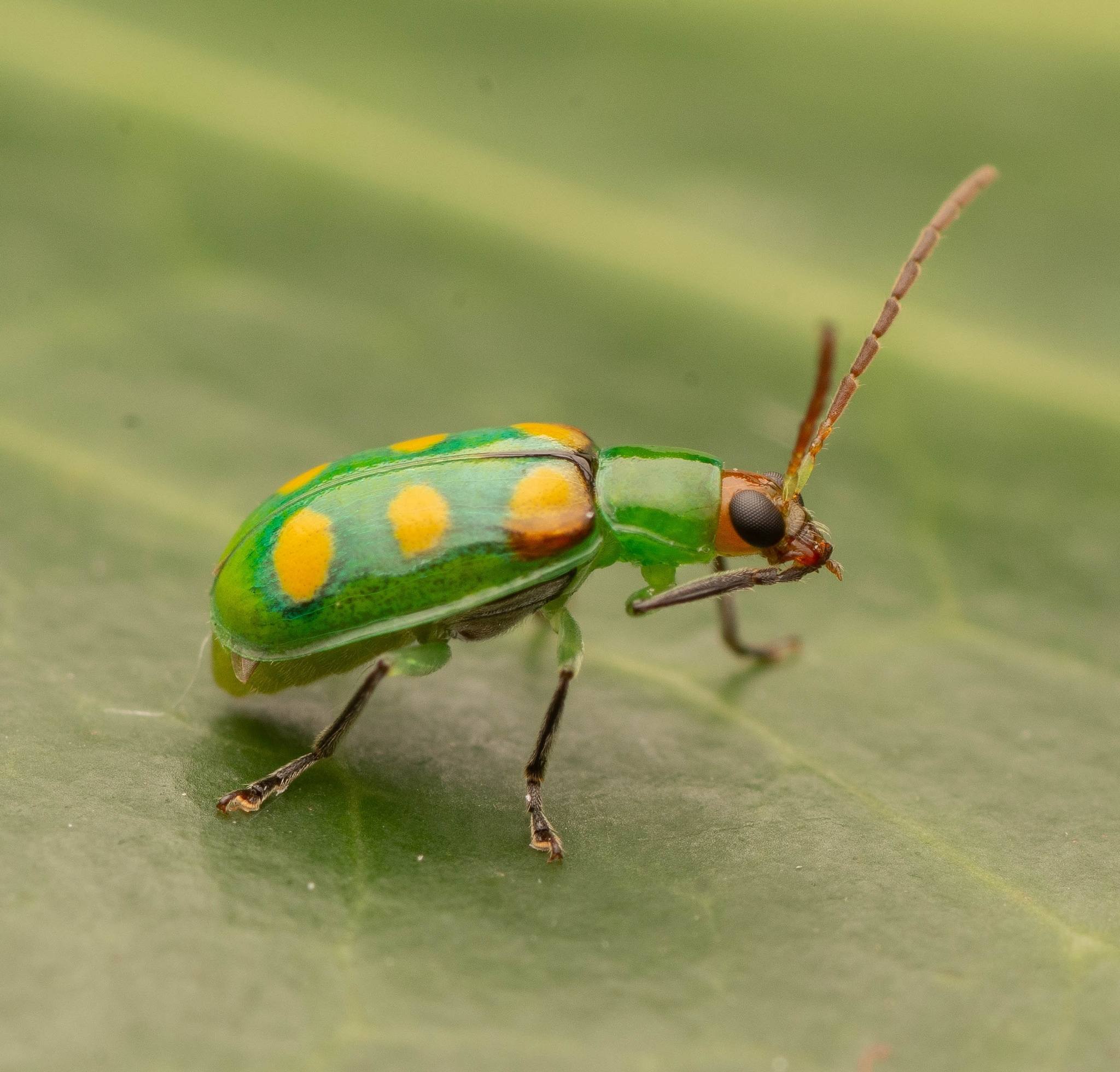 Diabrotica speciosa