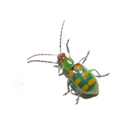 Diabrotica speciosa
