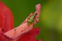 Diabrotica speciosa