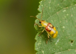 Diabrotica speciosa