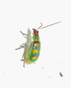 Diabrotica speciosa