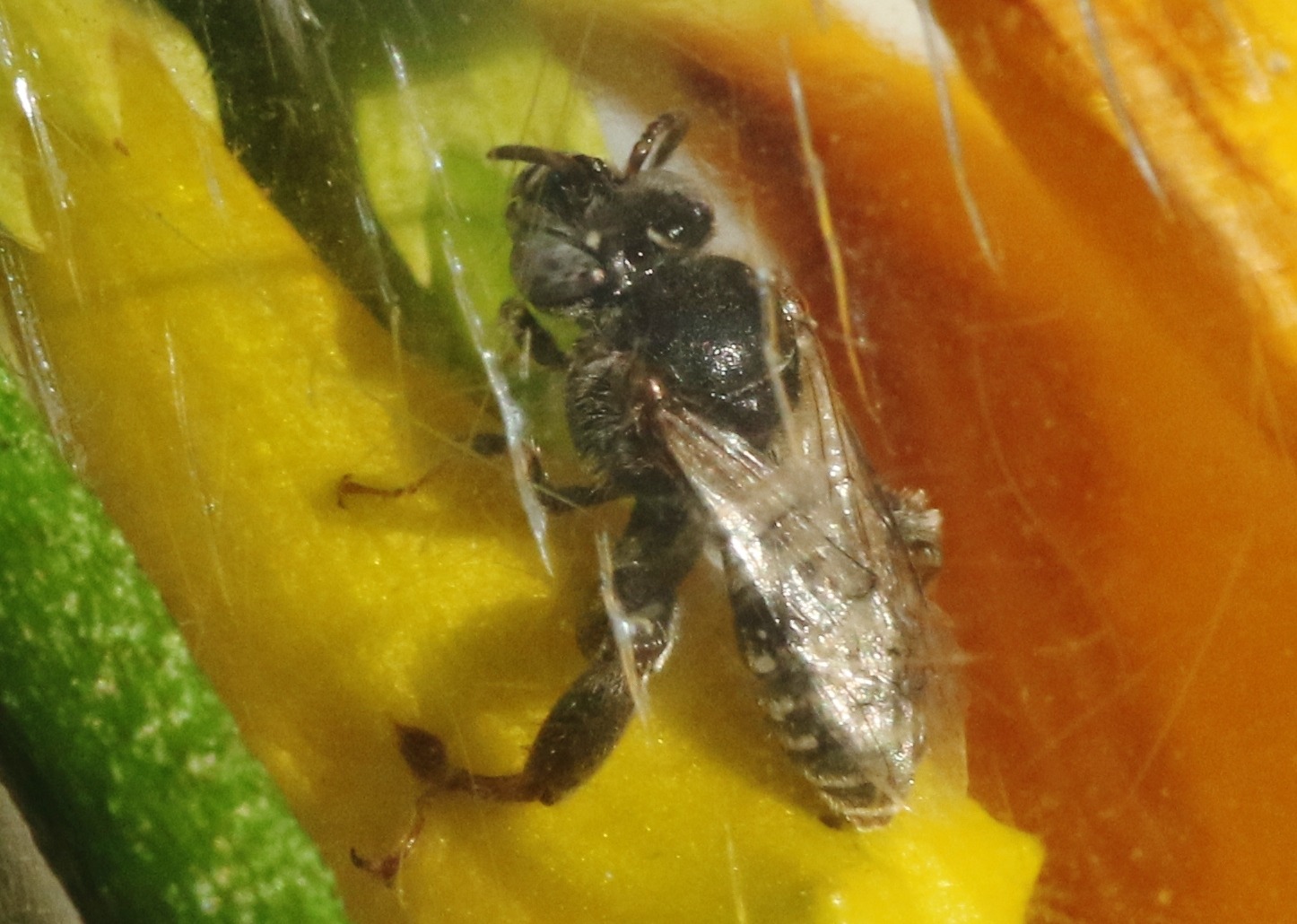 Exomalopsis