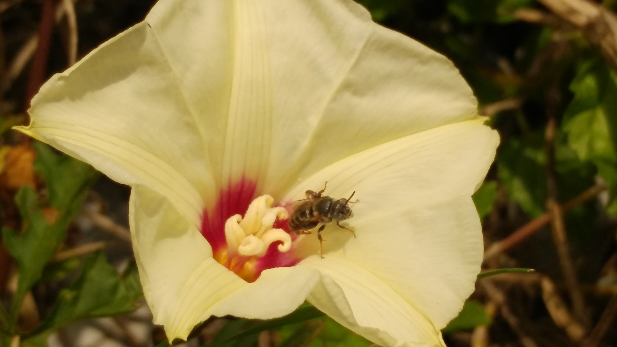 Exomalopsis