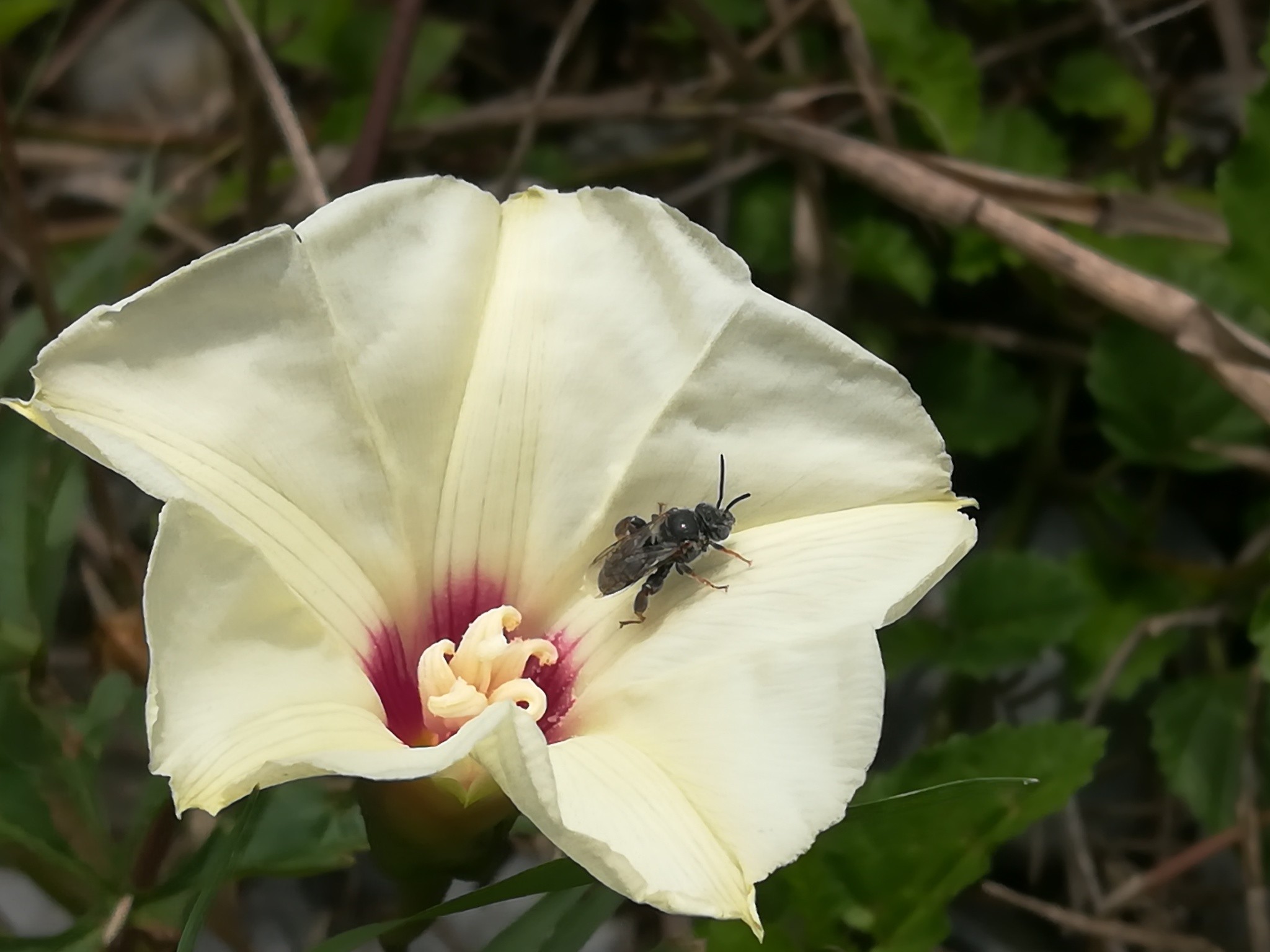 Exomalopsis