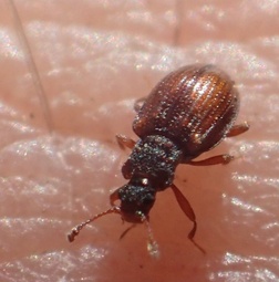 Latridius minutus