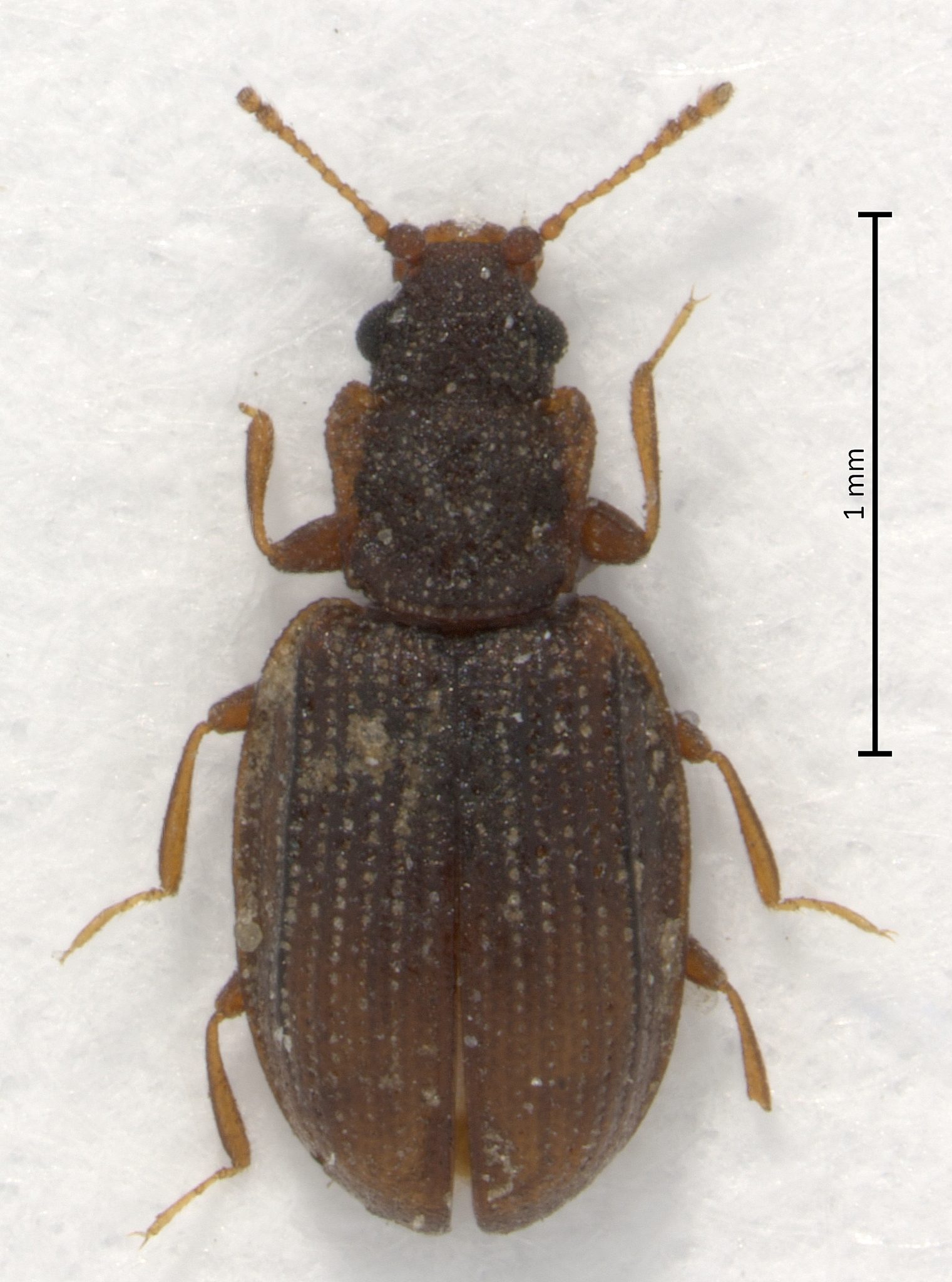 Latridius minutus
