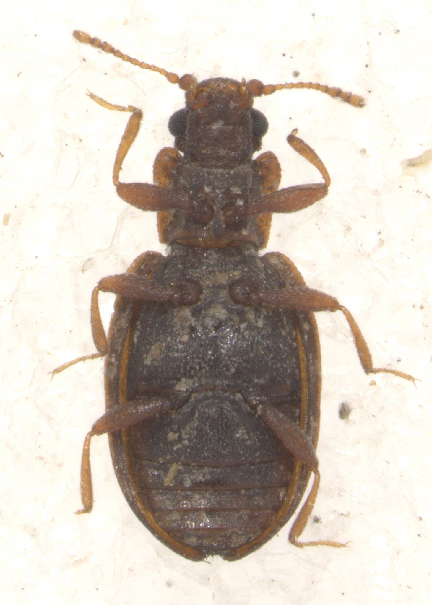Latridius minutus