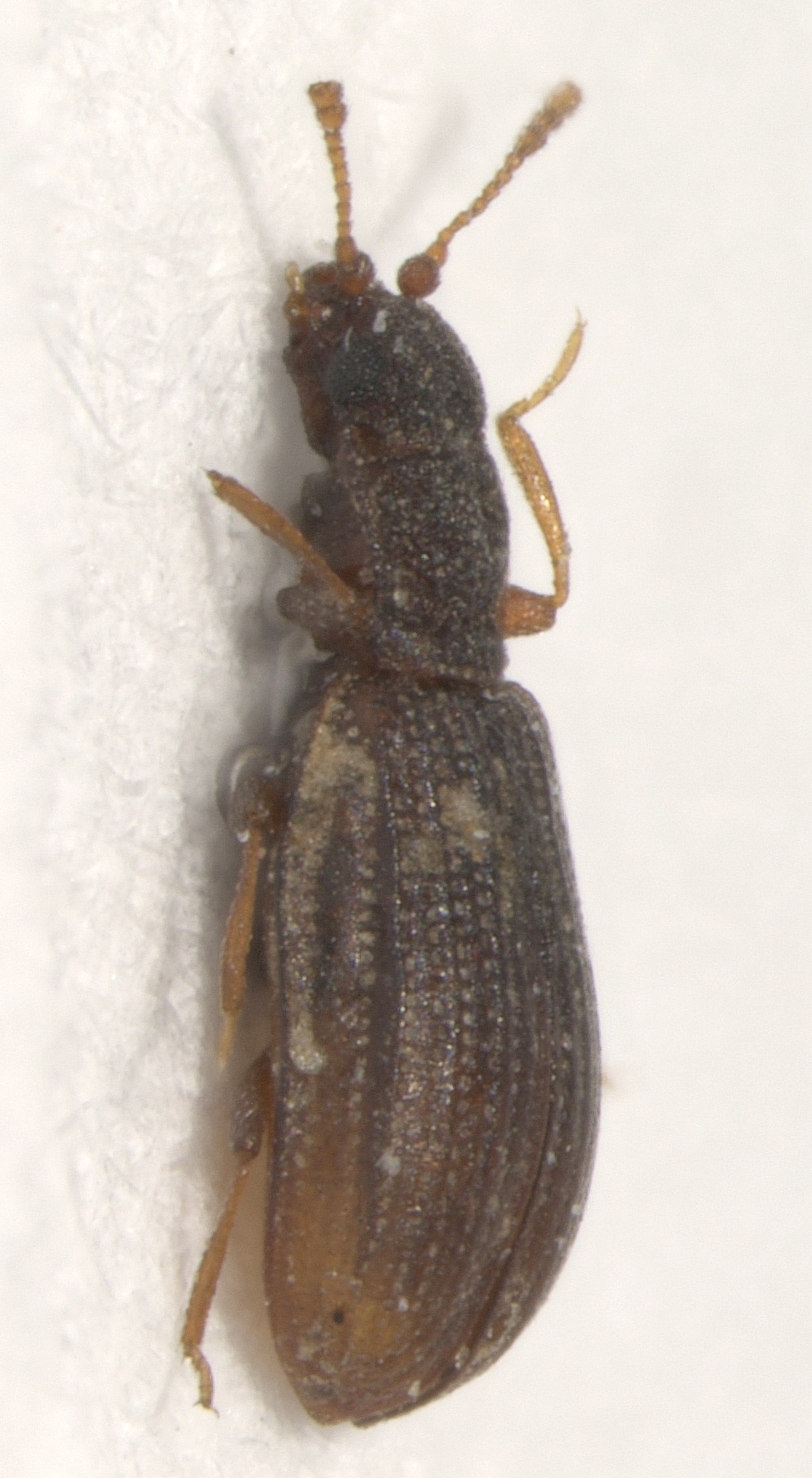 Latridius minutus
