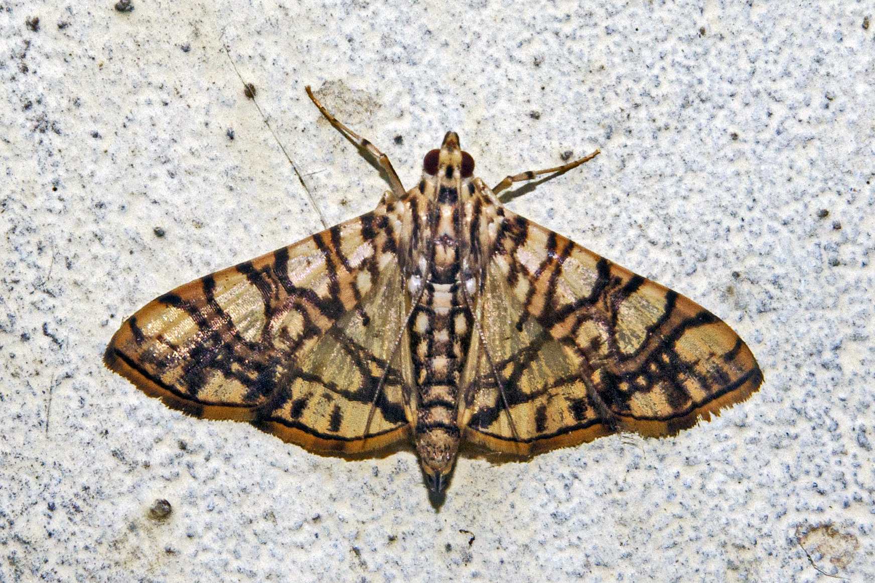 Glyphodes caesalis