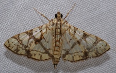 Glyphodes caesalis