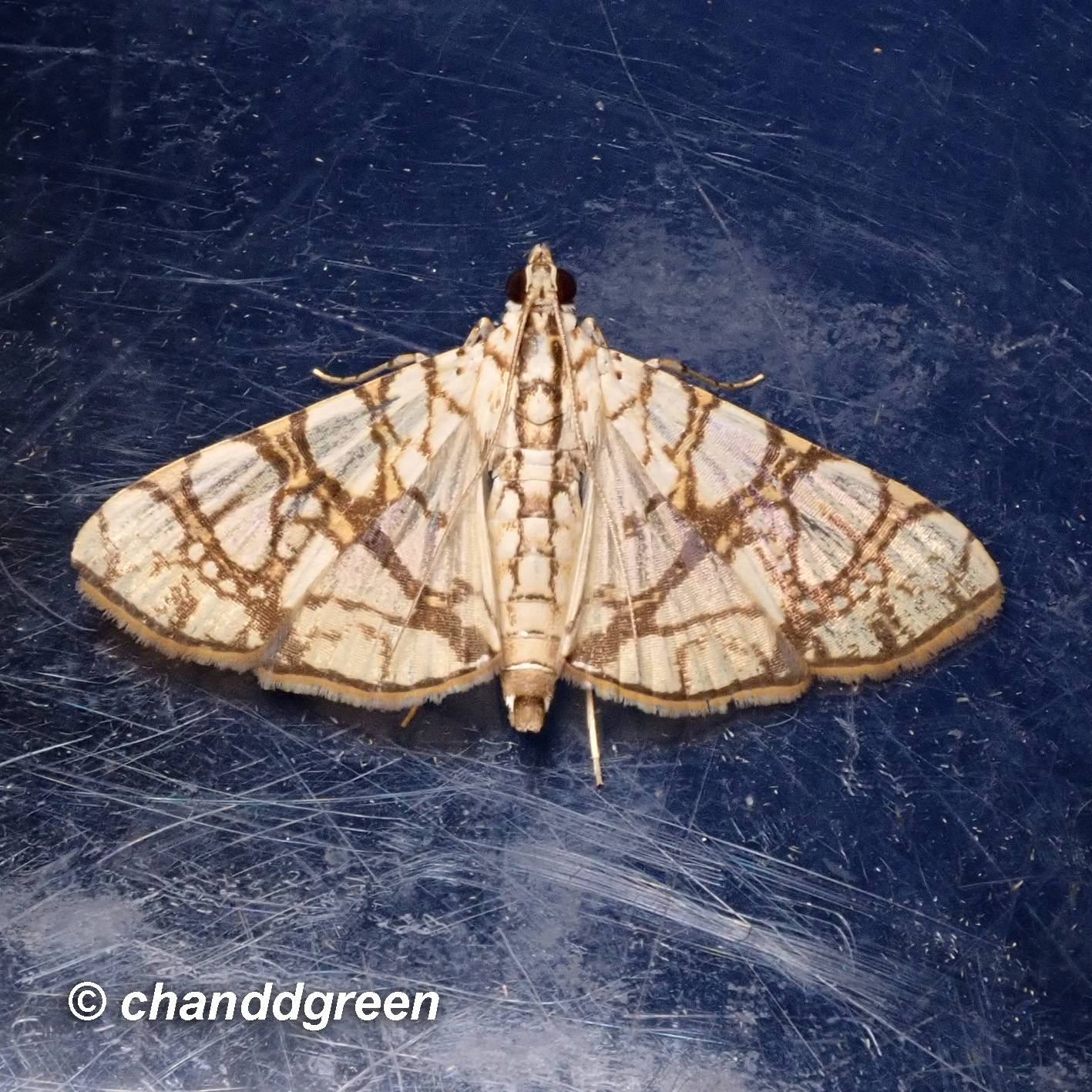 Glyphodes caesalis
