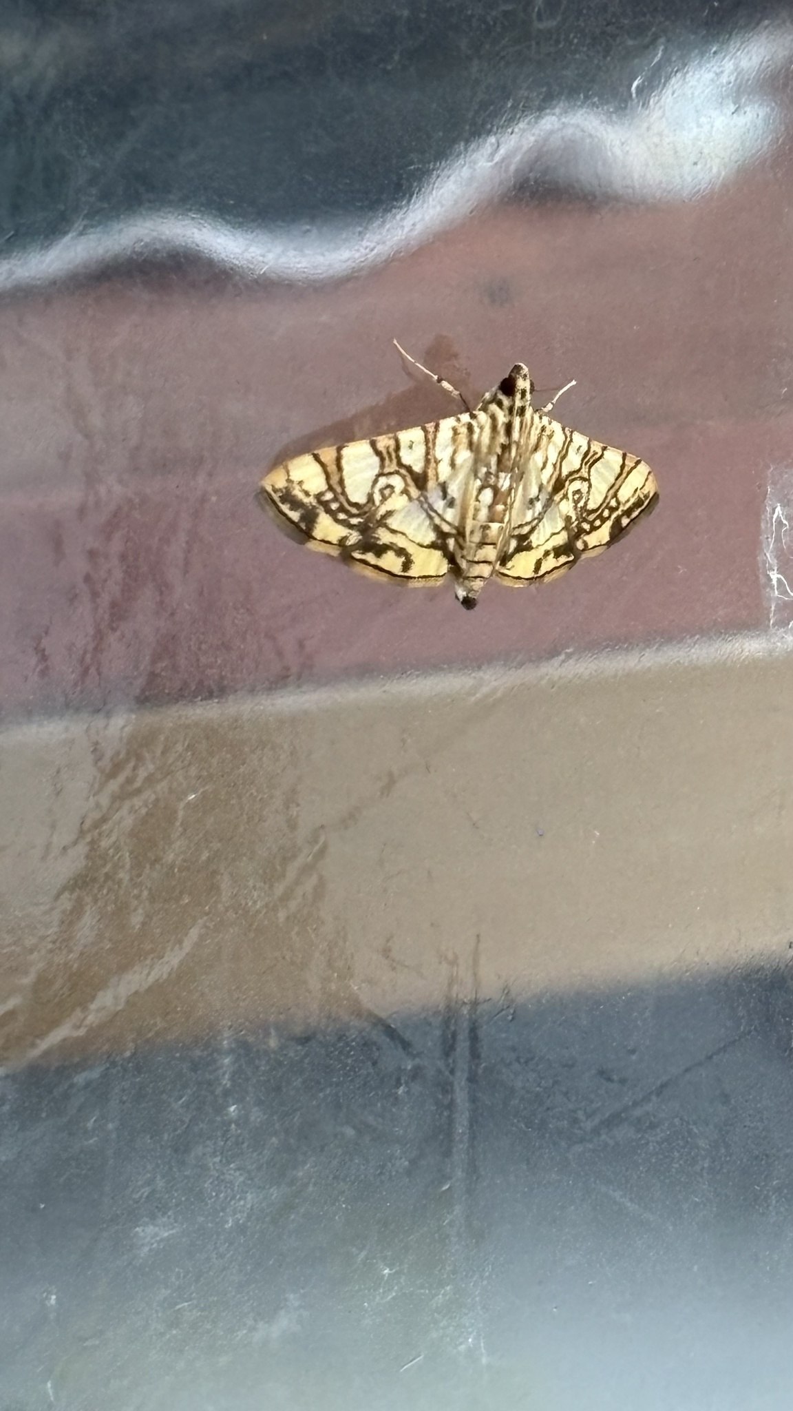 Glyphodes caesalis