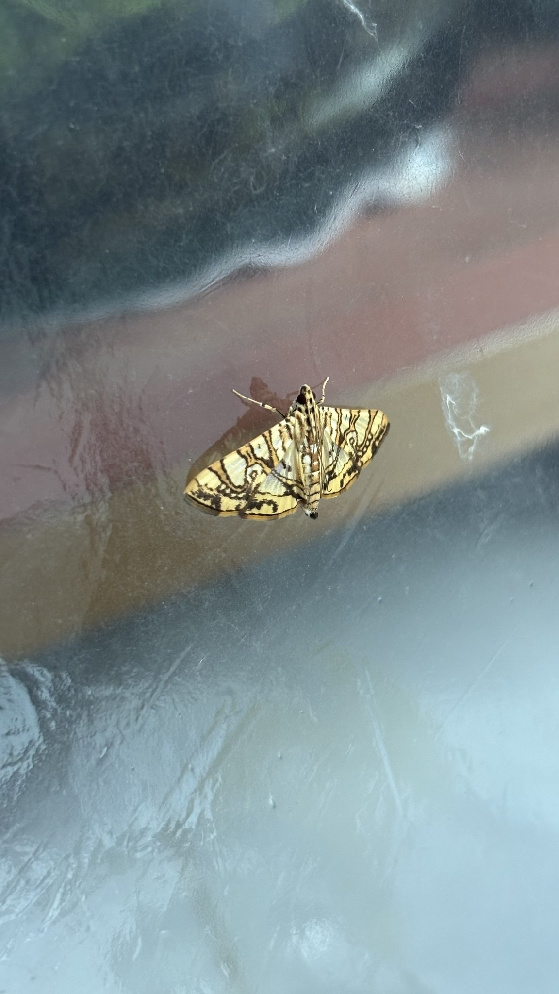Glyphodes caesalis