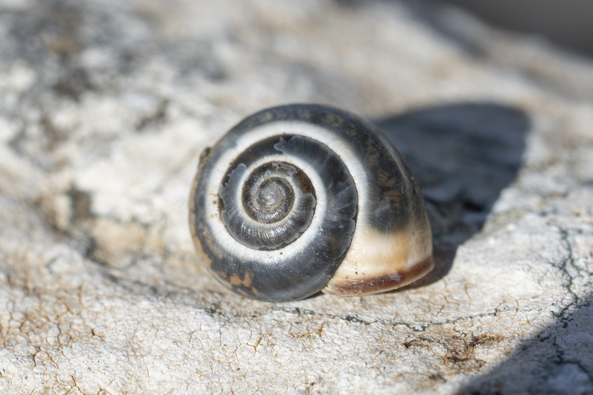 Monacha syriaca