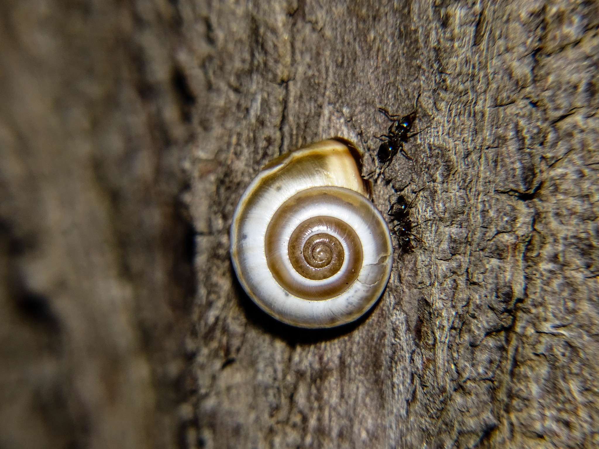 Monacha syriaca