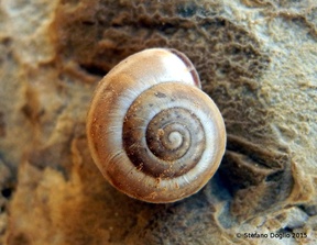 Monacha syriaca