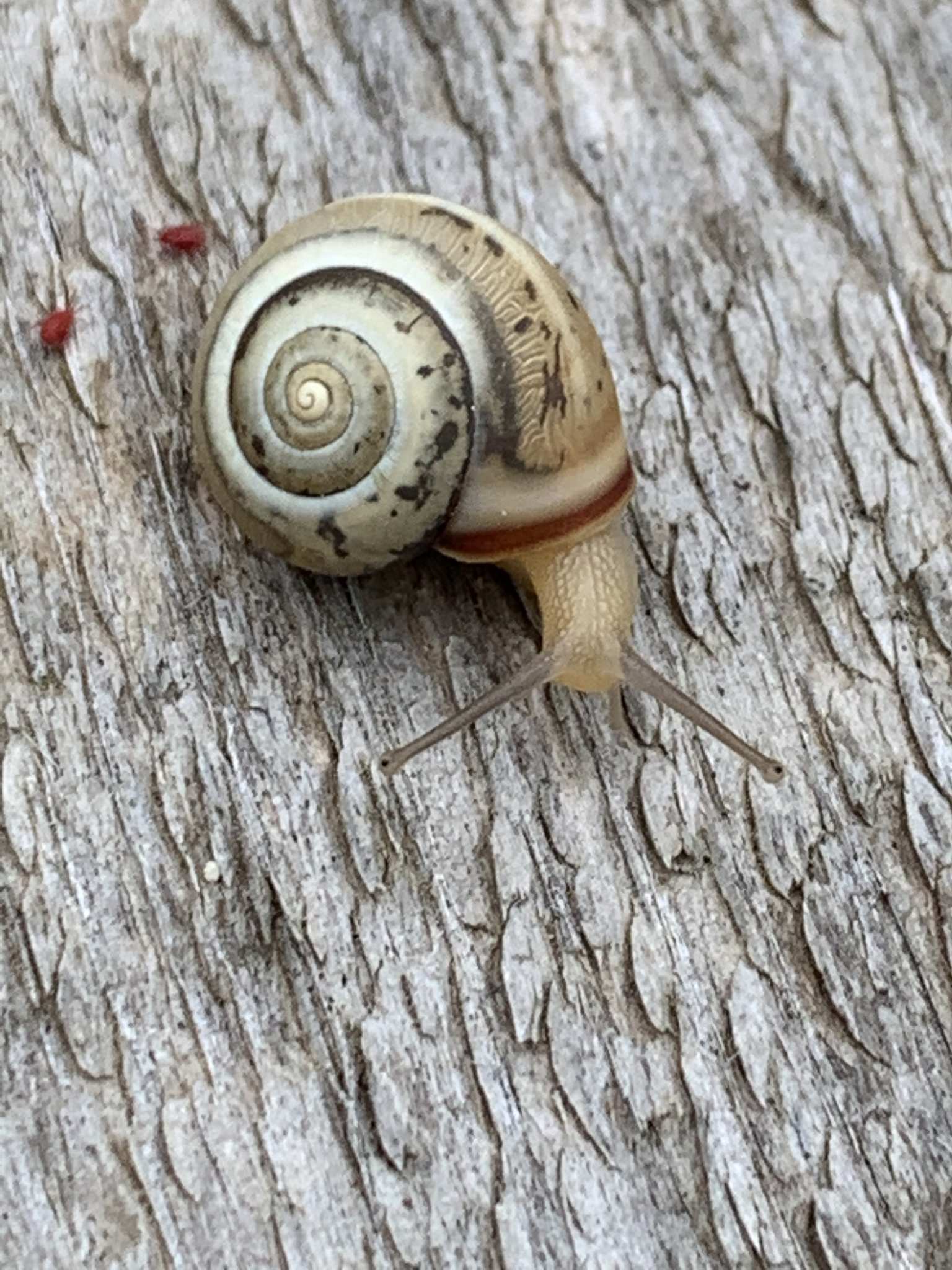 Monacha syriaca