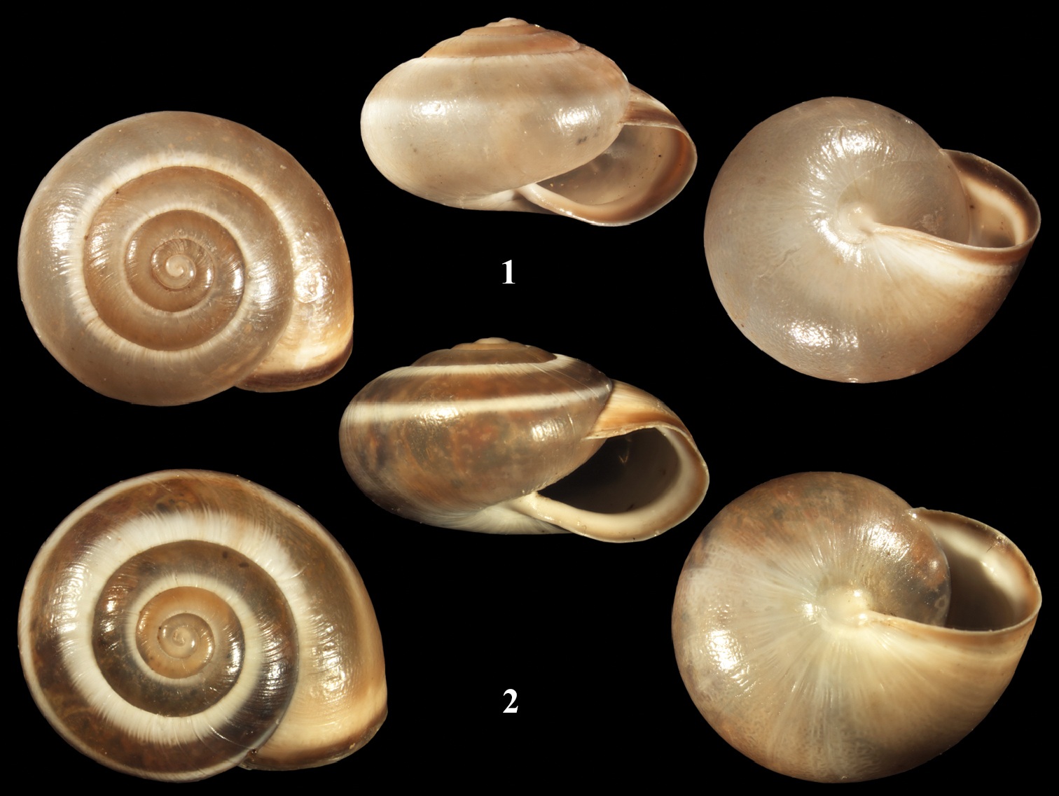 Monacha syriaca