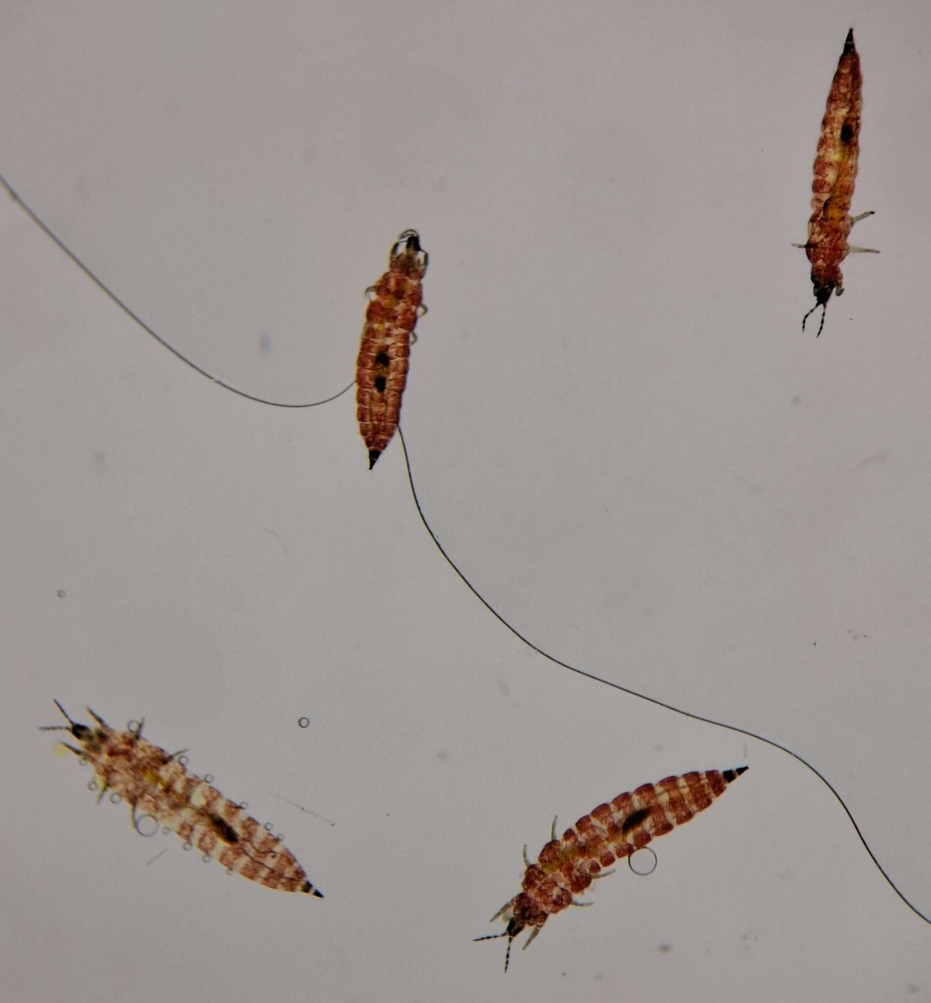 Haplothrips tritici