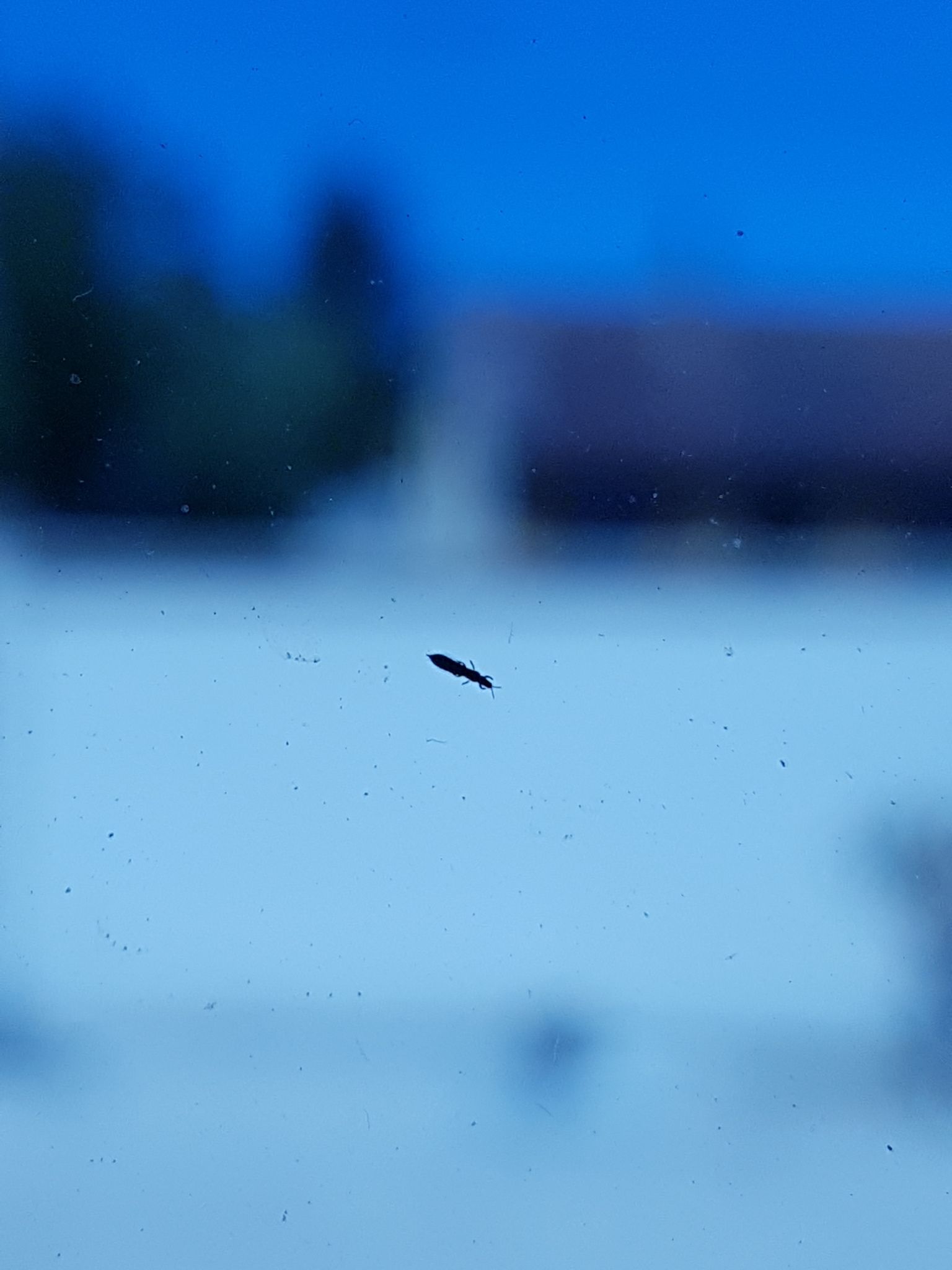 Haplothrips tritici