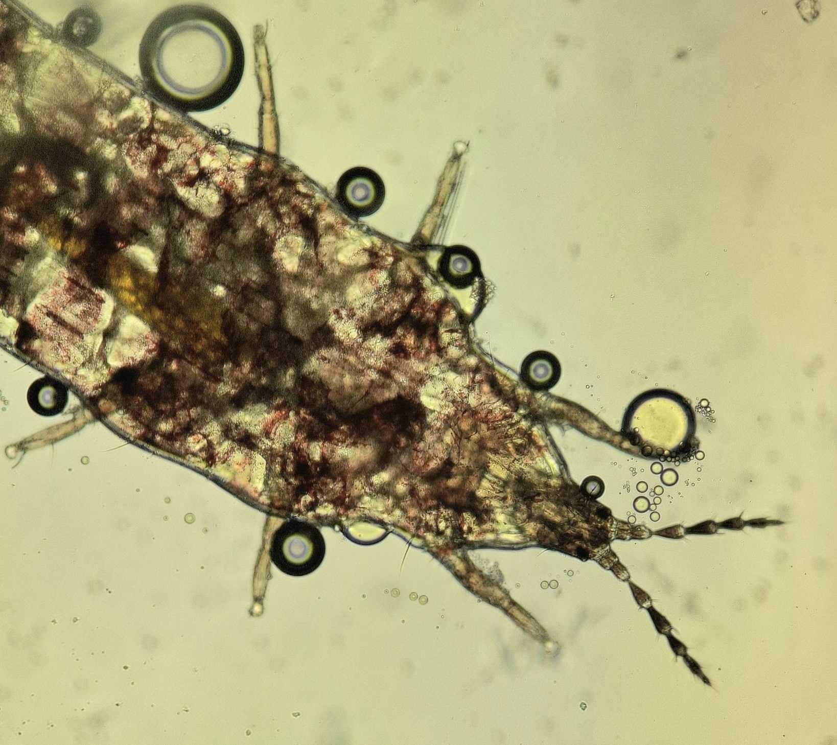 Haplothrips tritici